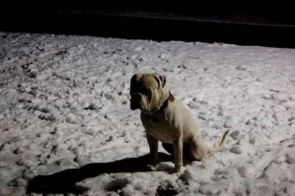 Tyson the bulldog sits in the snow.