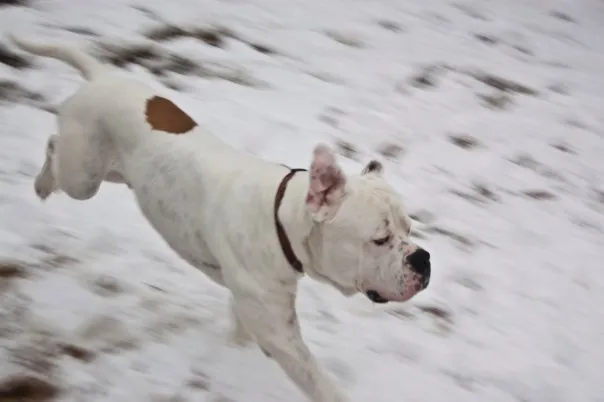 Bulldog sprints in the snow.
