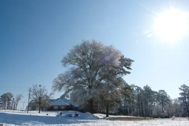 A large tree covered in snow.