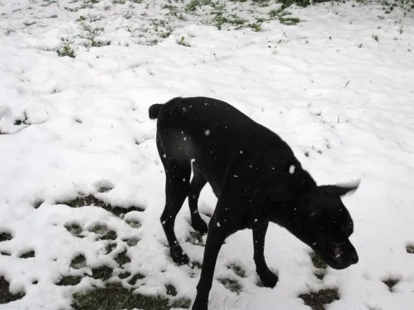 A black dog plays in the snow.