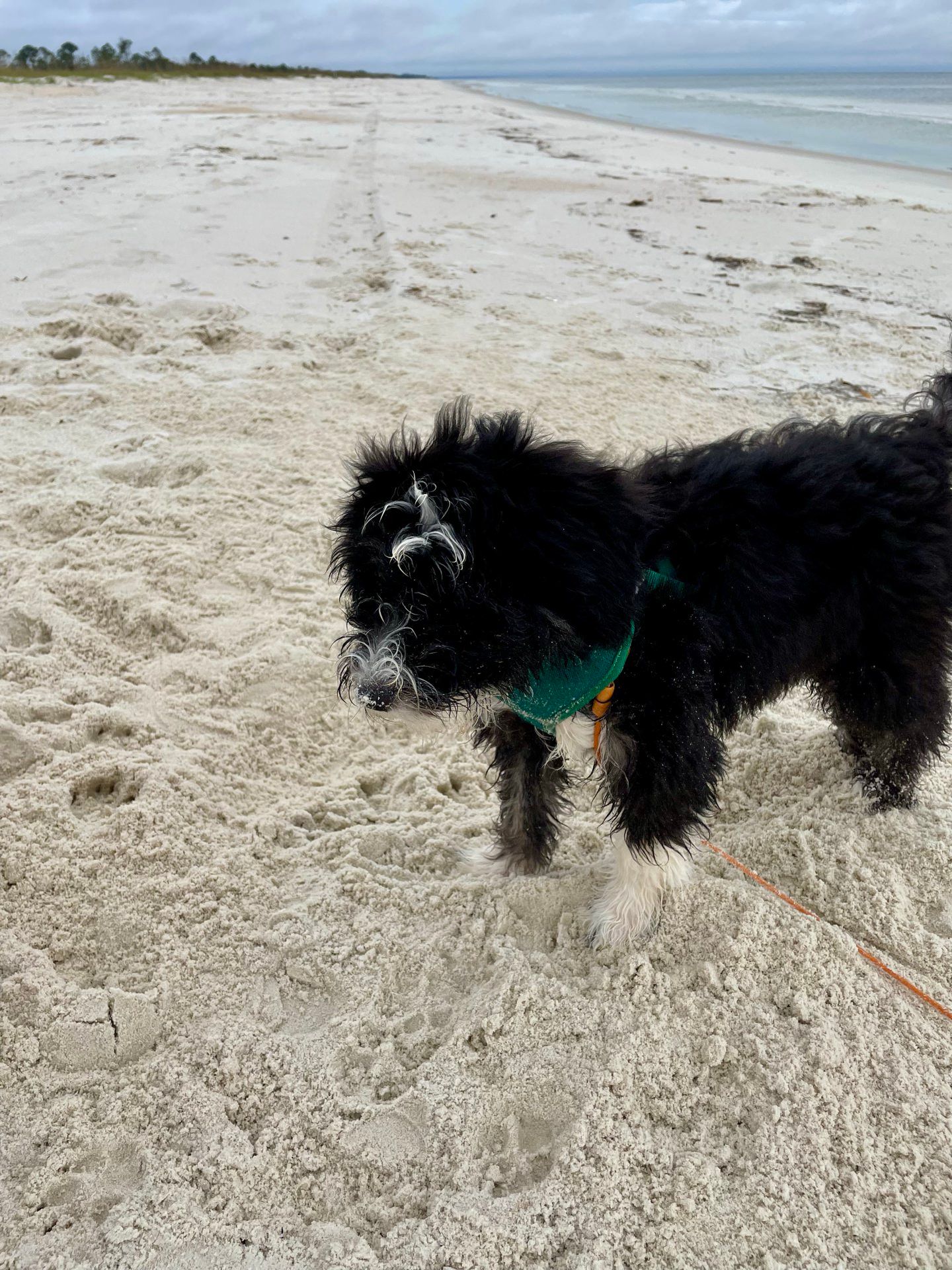 Otto's First Beach Trip