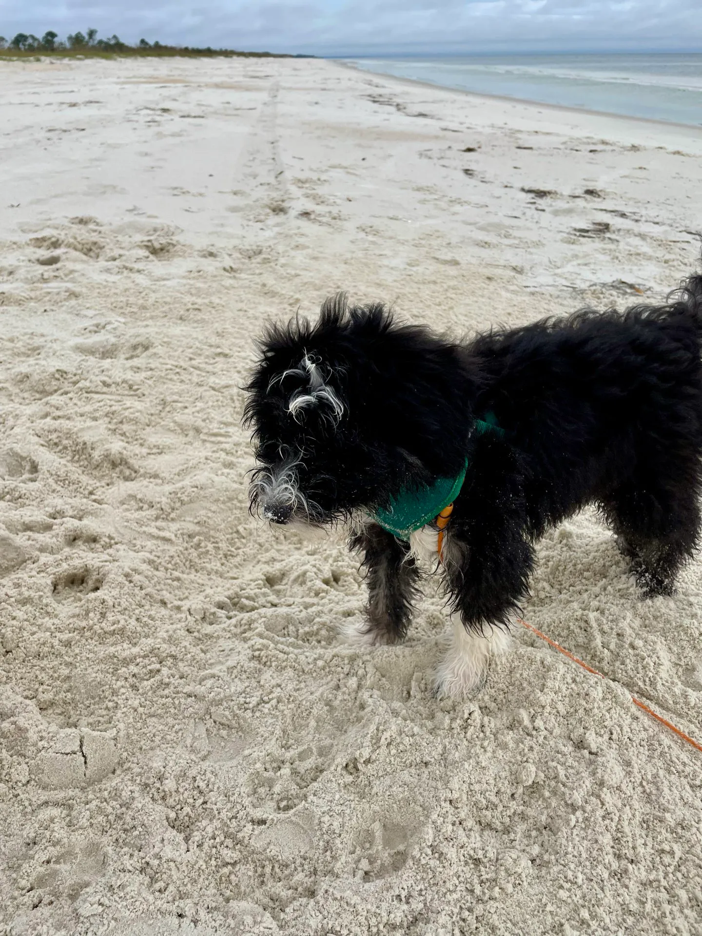 Otto's First Beach Trip