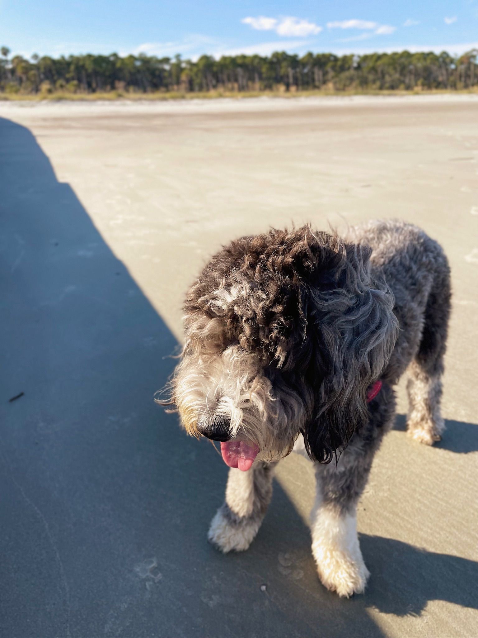 Portrait of Otto at the beach.