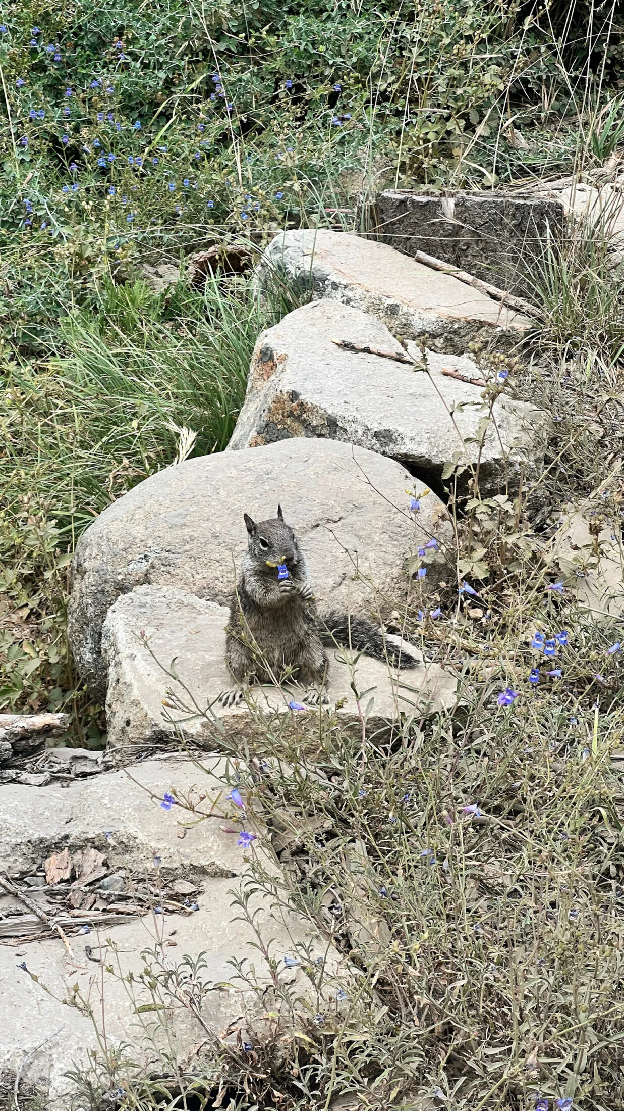 A squirrel eating a plant with tiny purple flowers.
