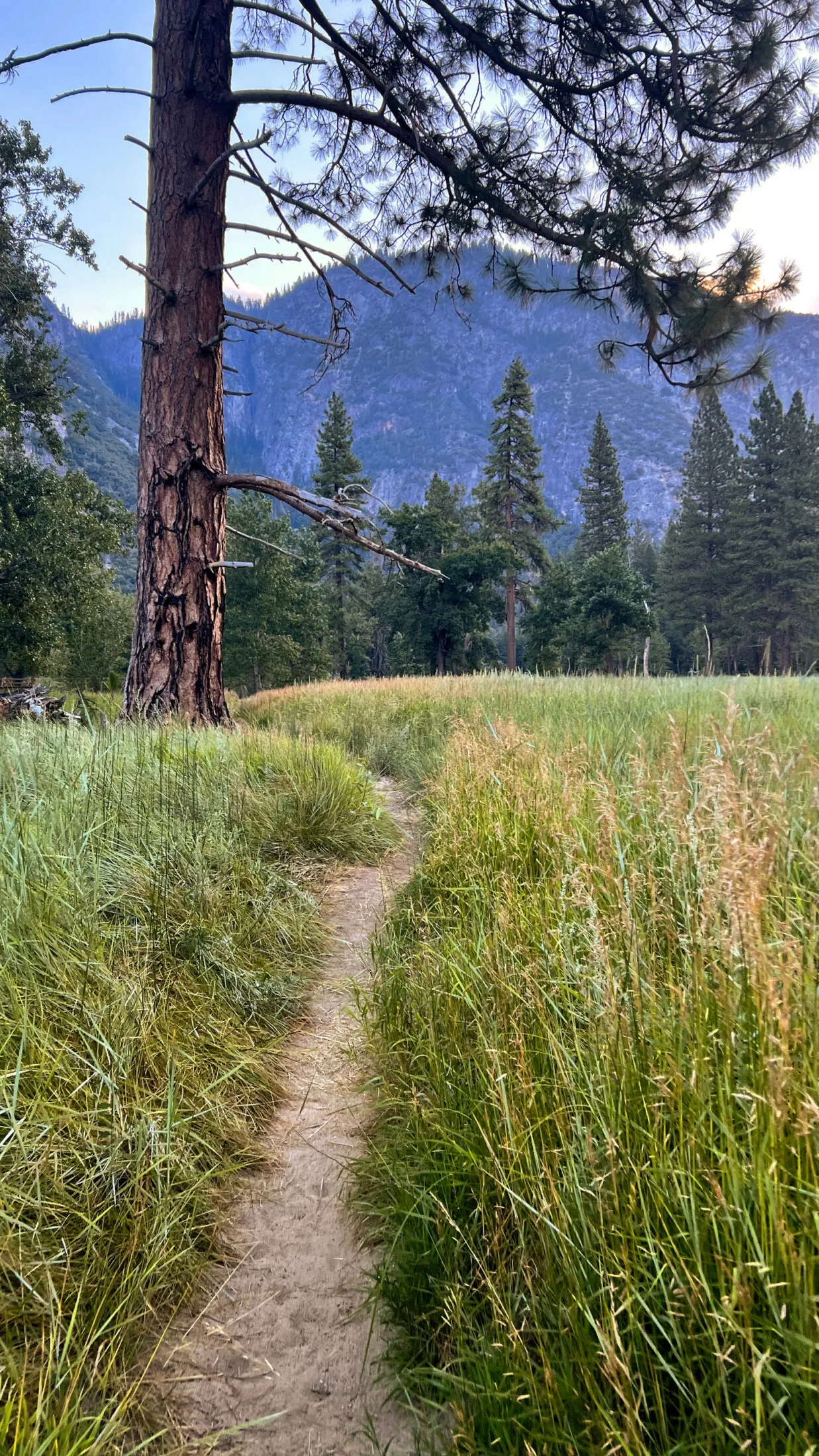 Tall grass in Cooks Meadow.
