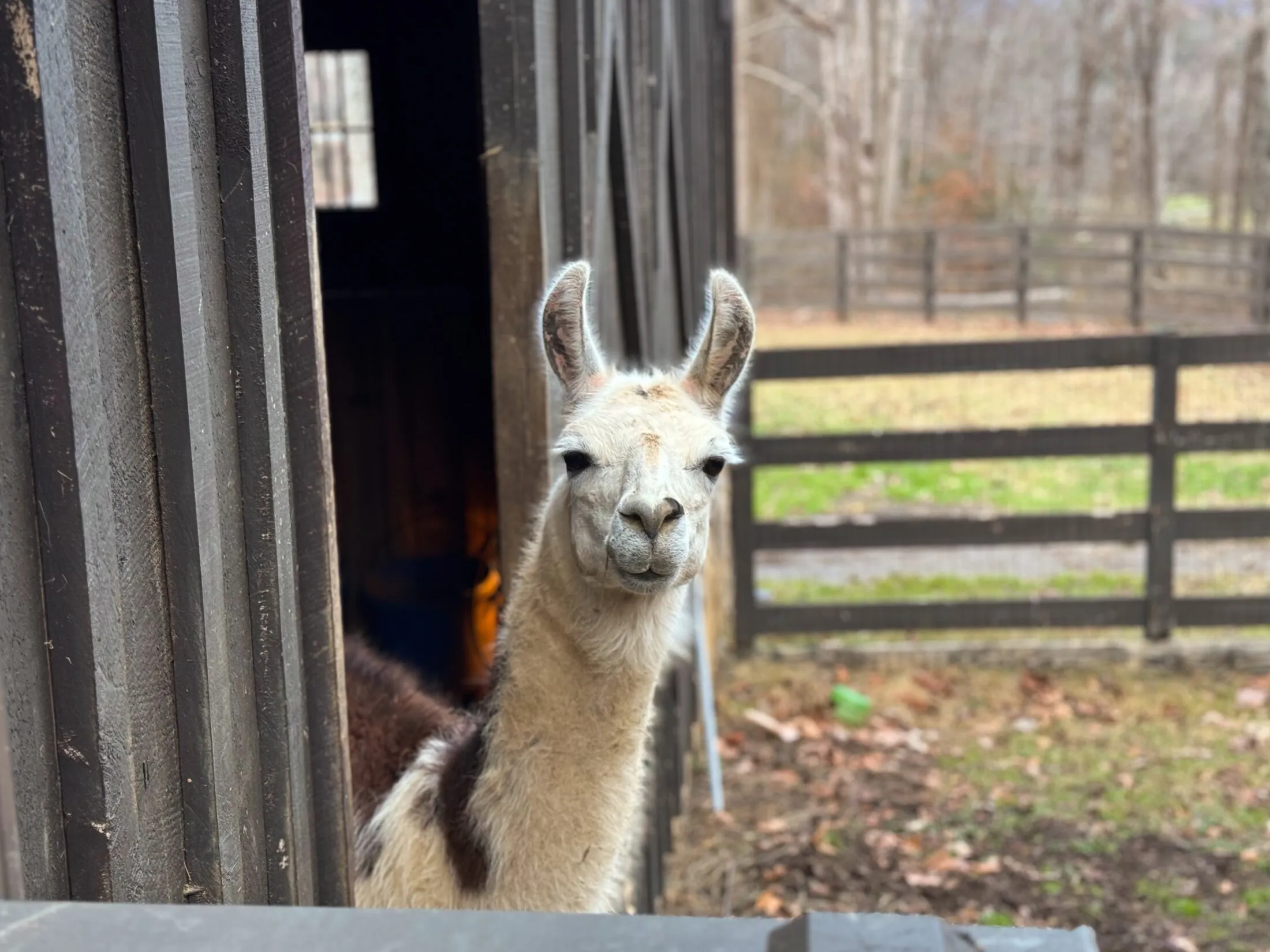 Llama staring out of the barn.