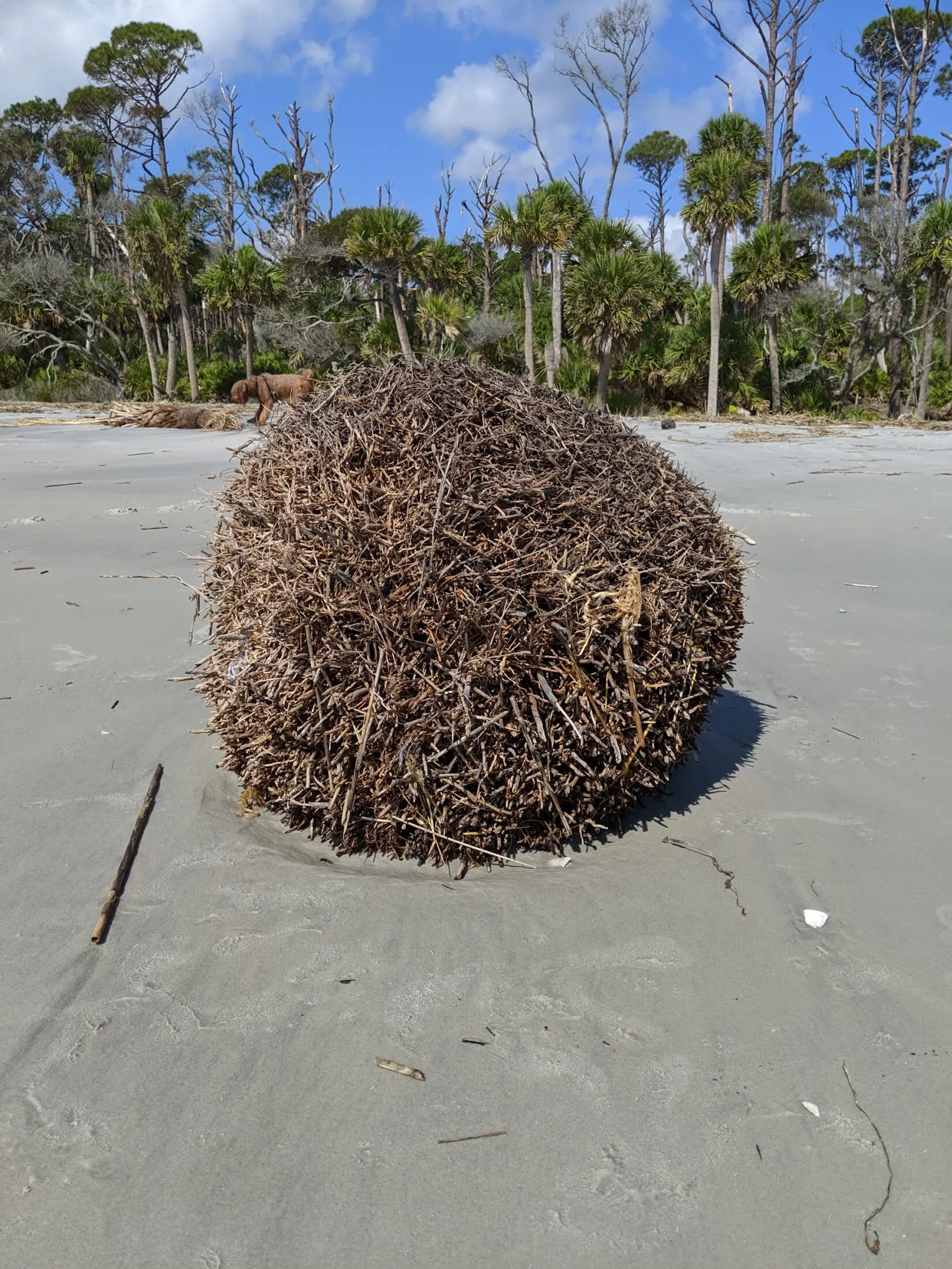 Driftwood beaches of Hunting Island.