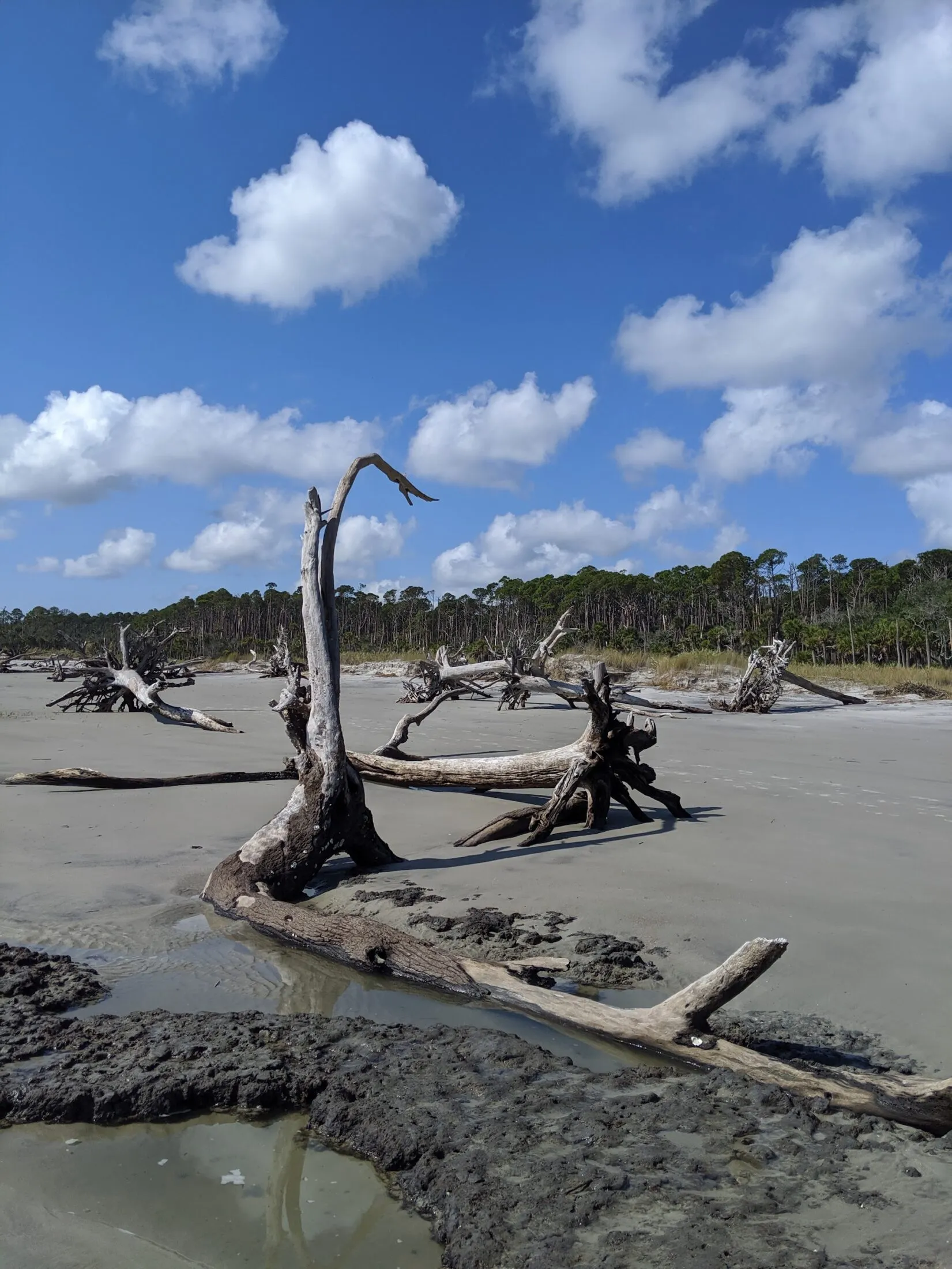 Driftwood beaches of Hunting Island.
