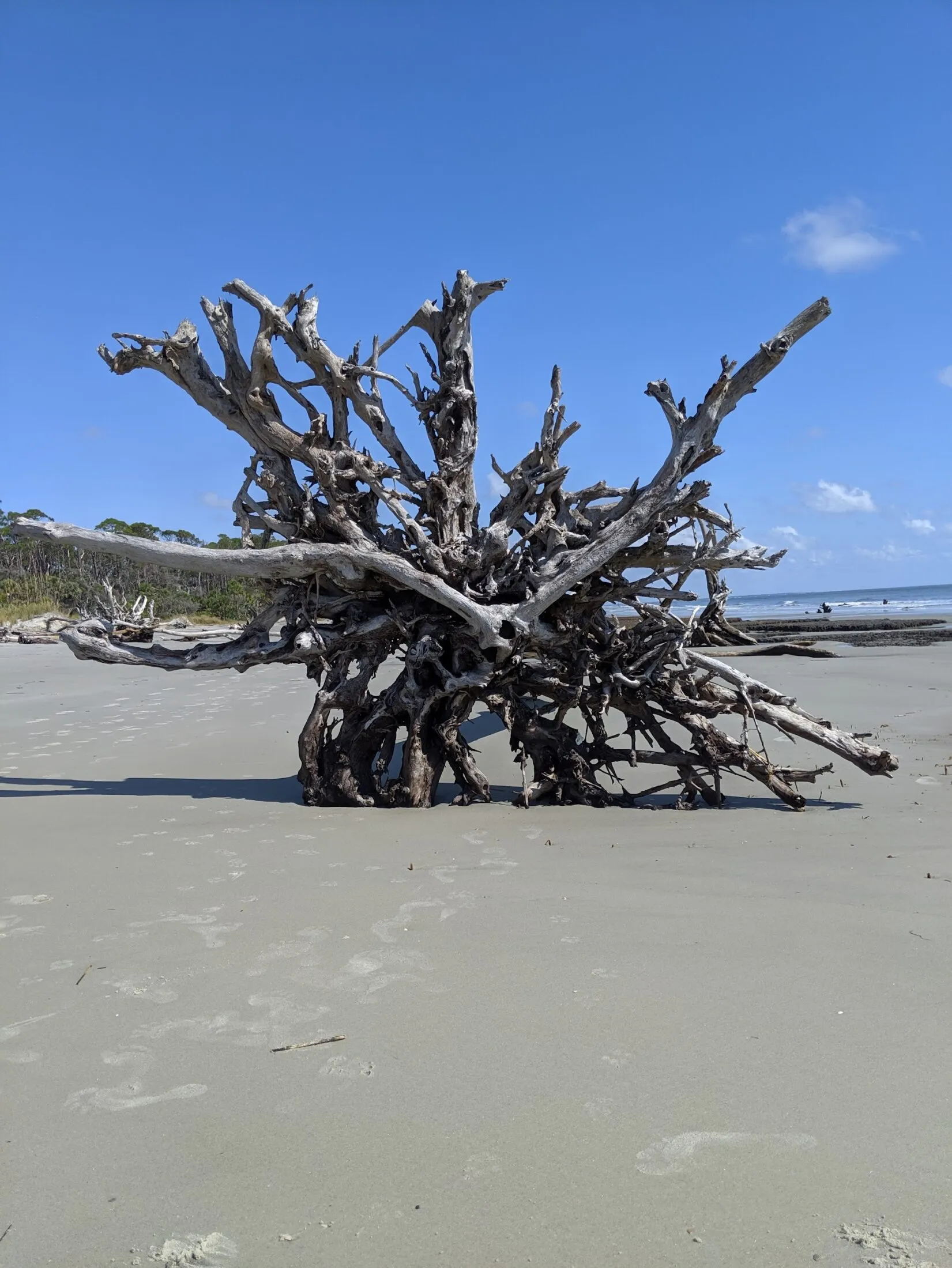 Driftwood stump.
