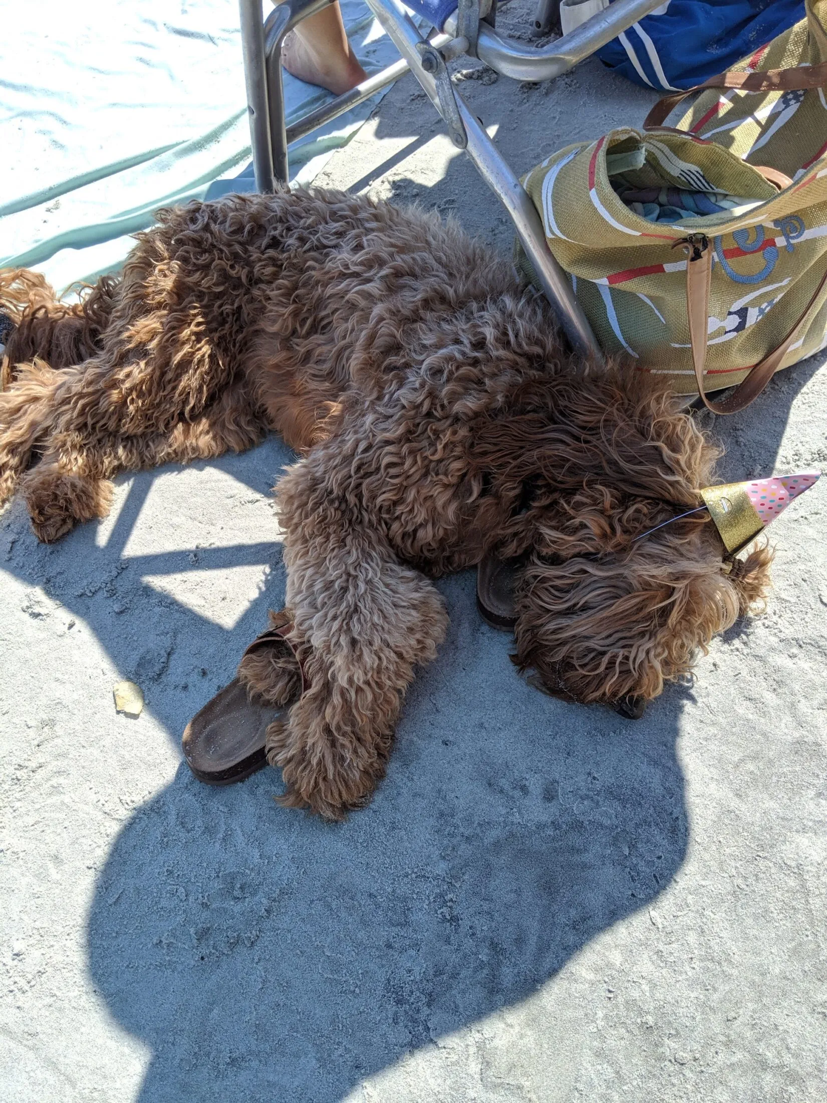 Remi sleeping with a party hat on at the beach.
