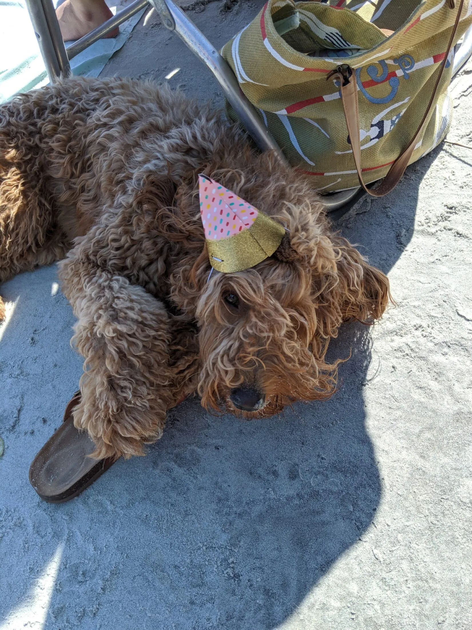 Remi with a party hat on the beach.