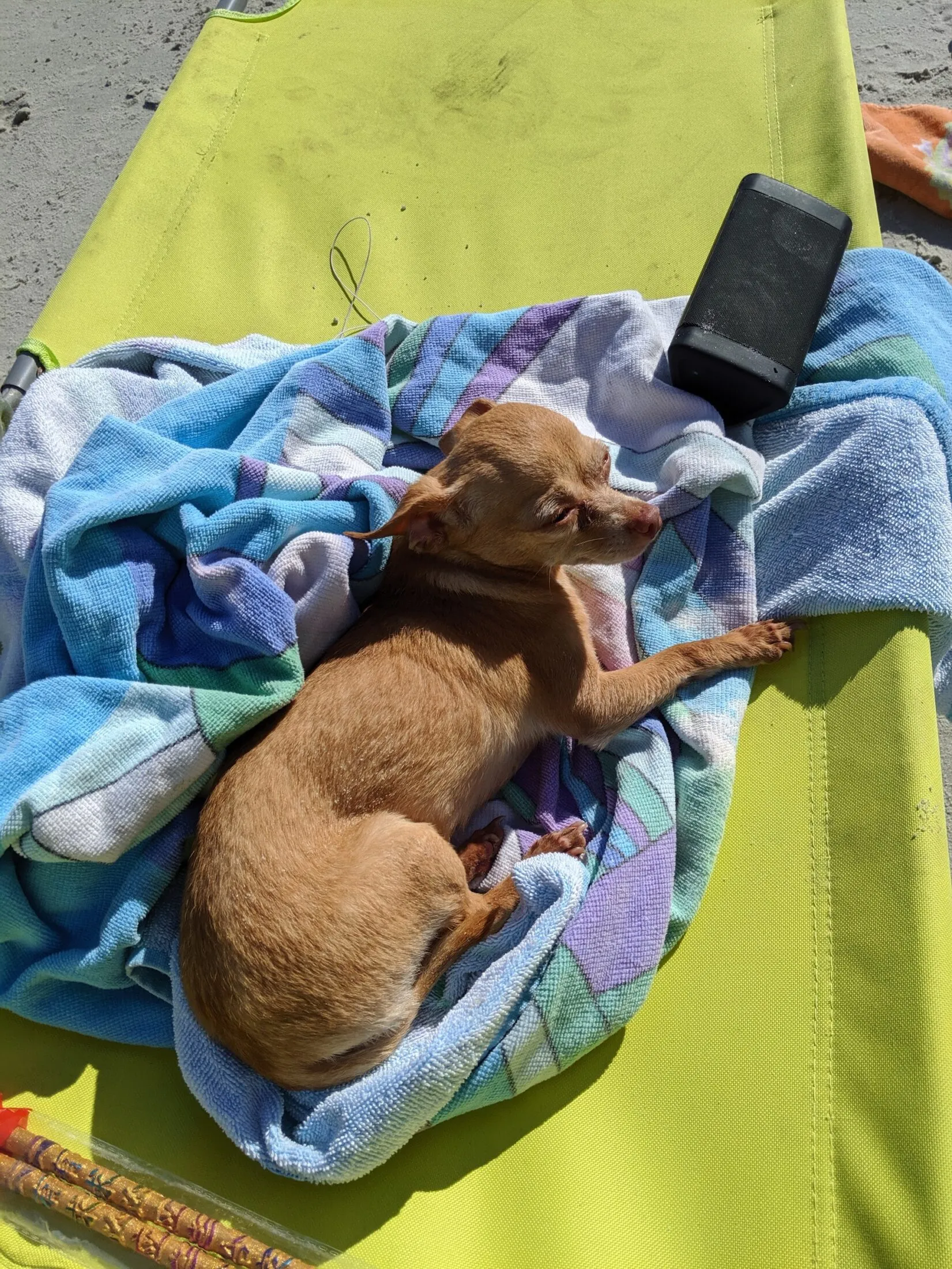 Reese lays on a towel next to the speaker.