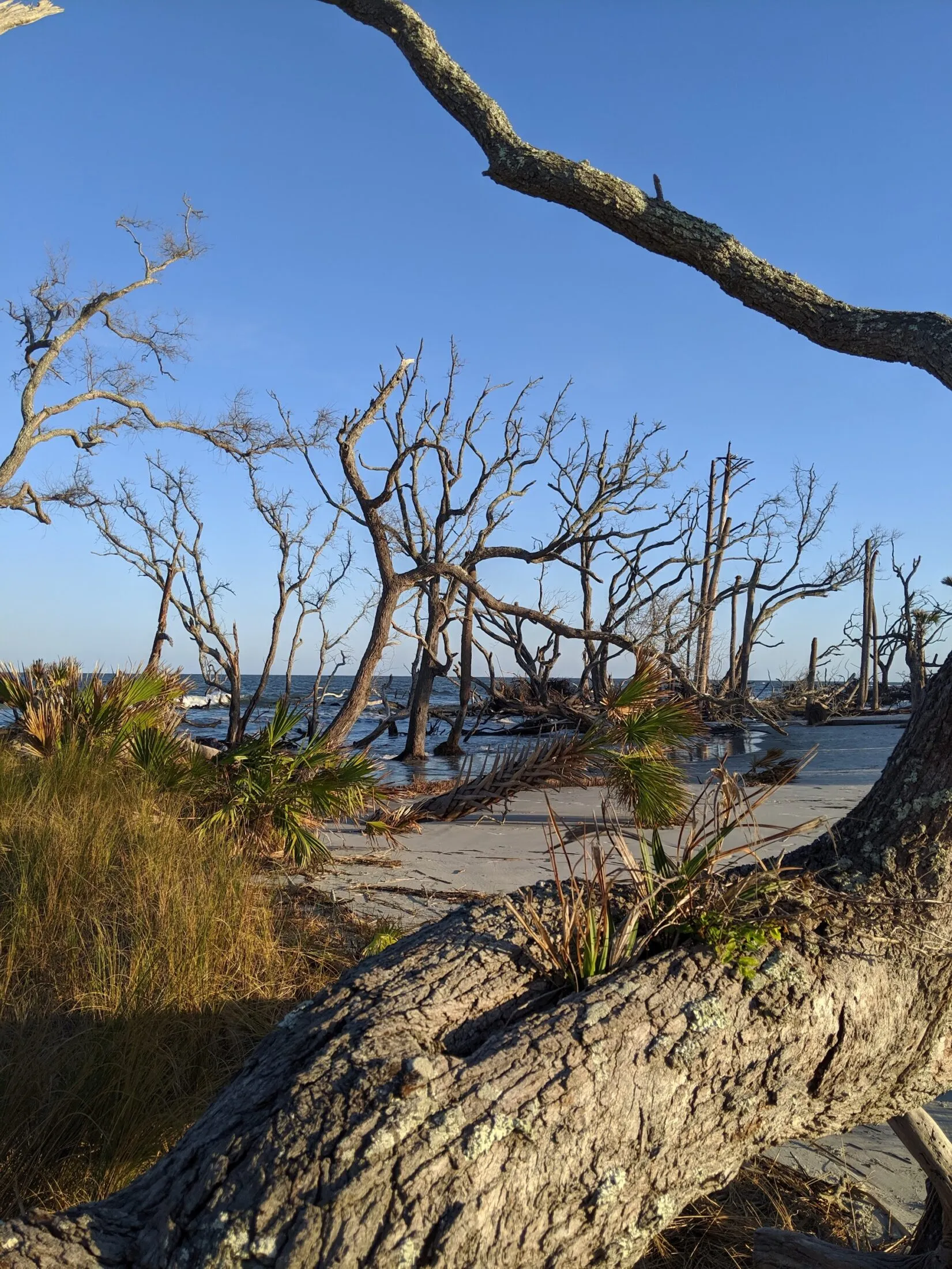 Driftwood beaches of Hunting Island.