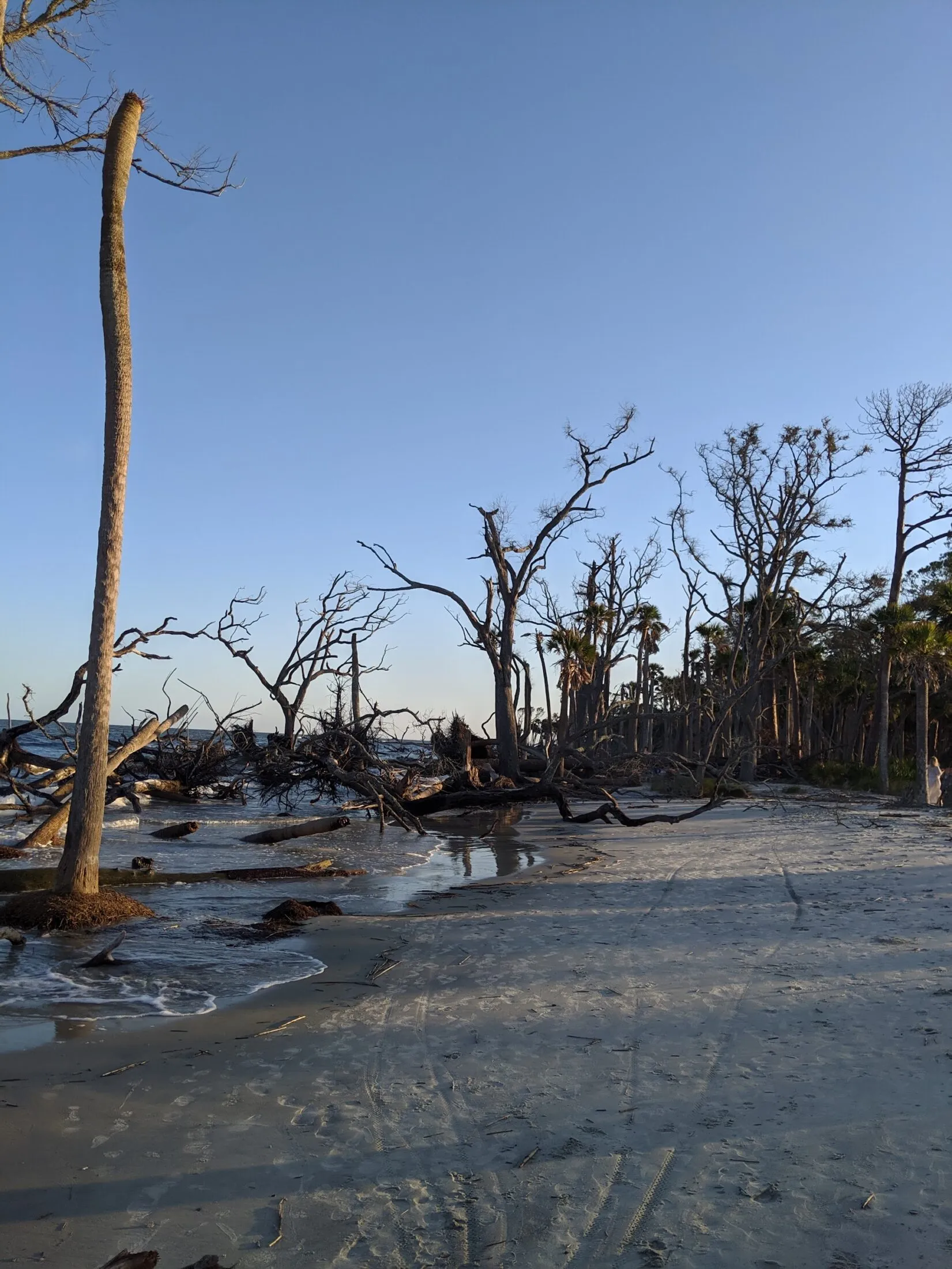 Driftwood beaches of Hunting Island.