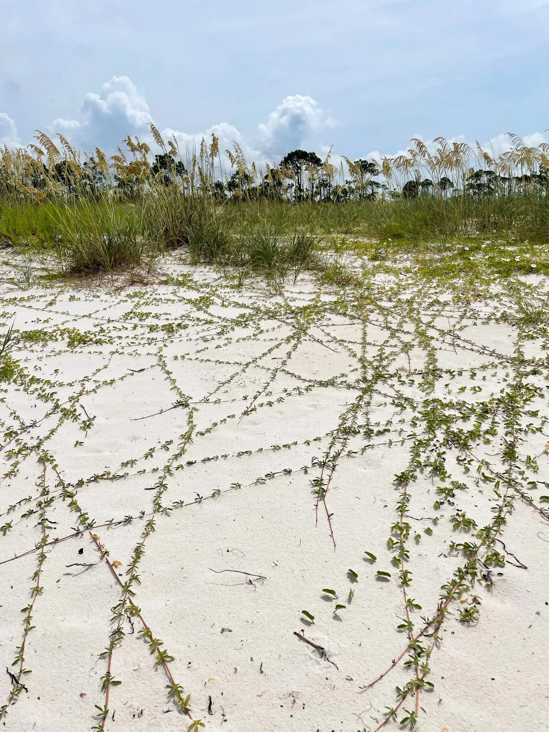 Sea oats and various grasses growing into the sand.