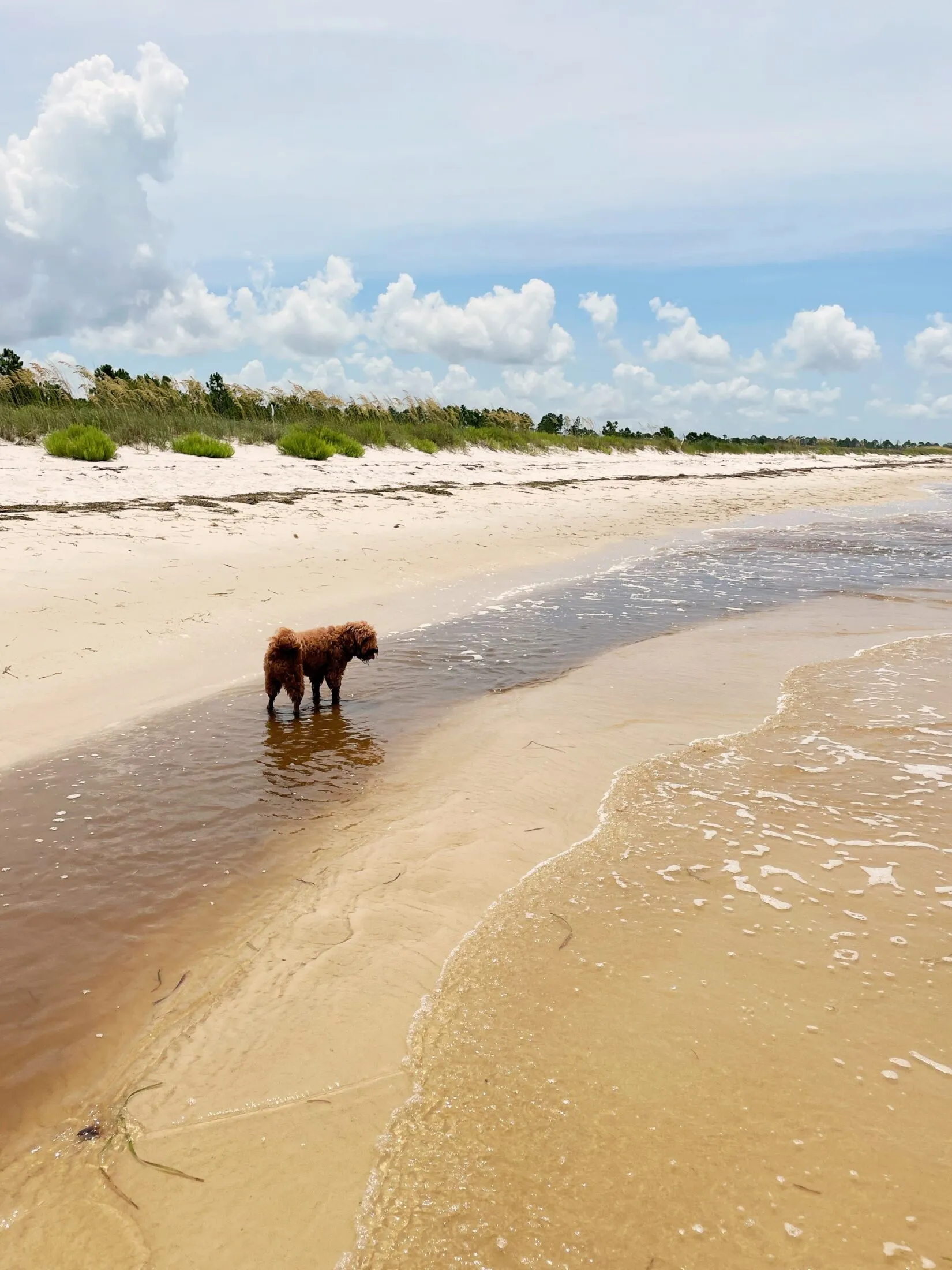 Dog stands partially in the water staring at the ocean.