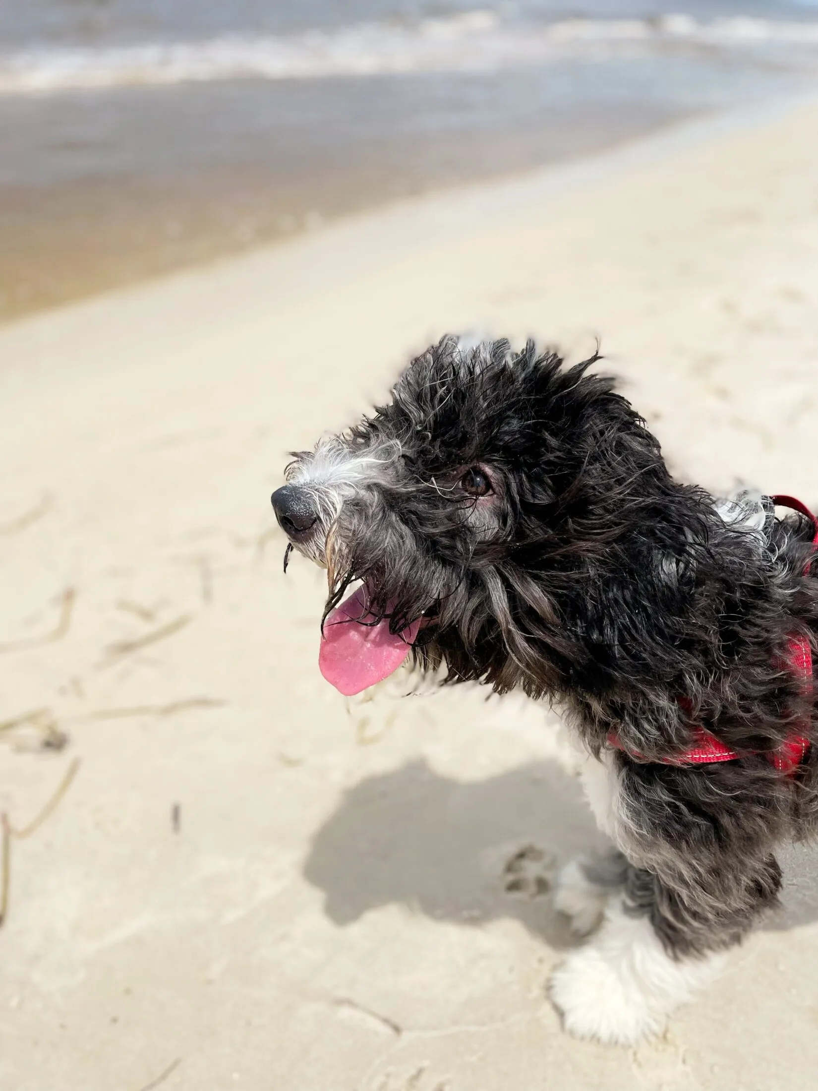 Otto is soaking wet at the beach. He looks away from the camera and pants.
