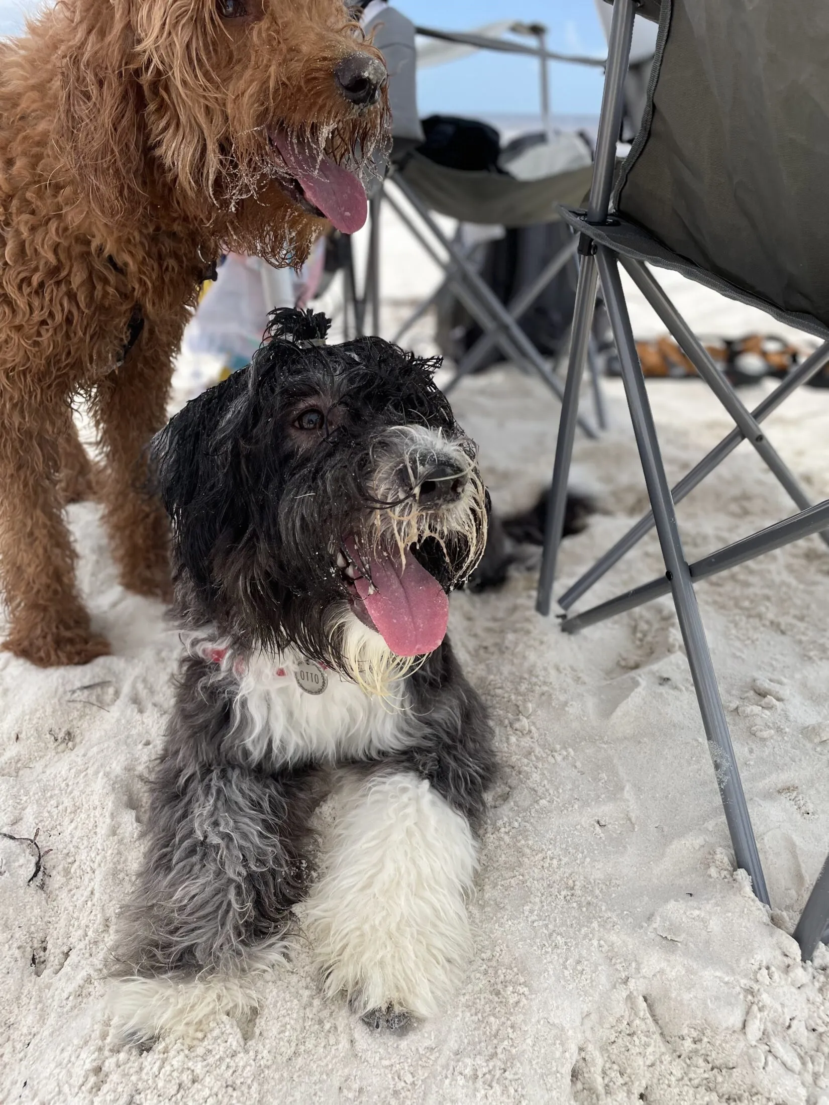 Otto breathes hard while resting in the shade under a fold out chair on the beach. His hair is held out of his eyes with a tiny band.
