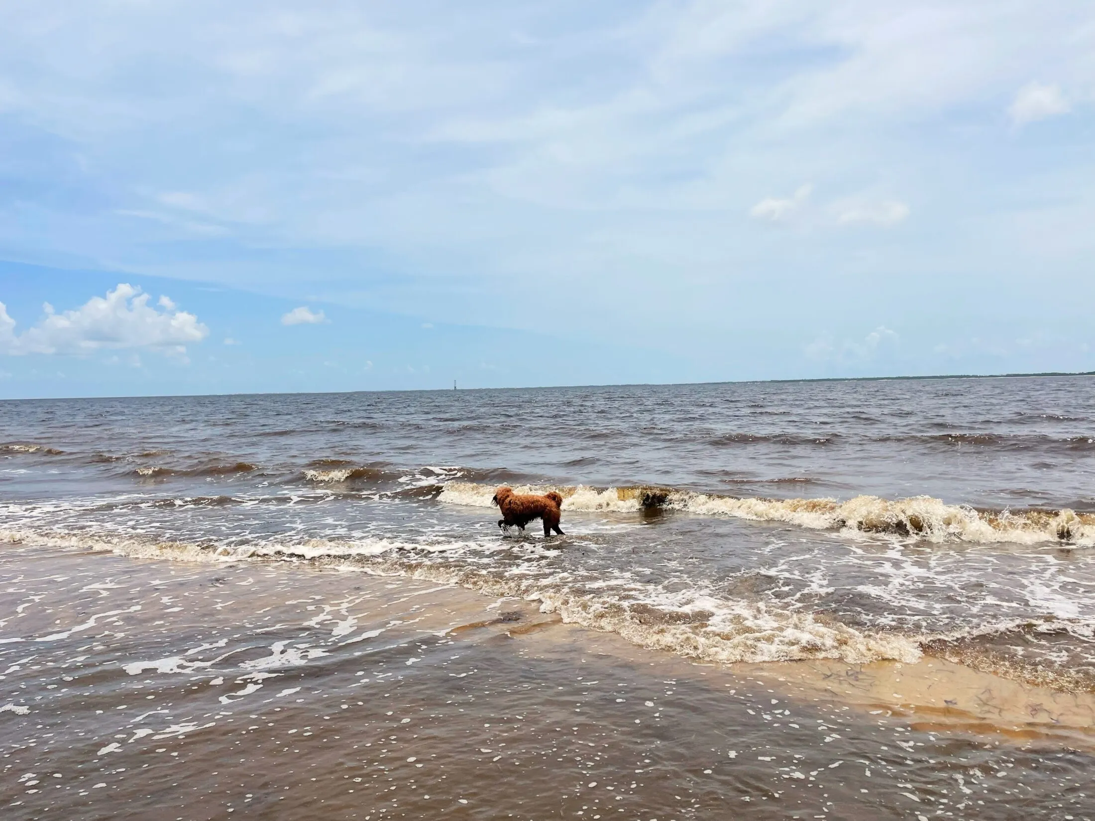 Remi walks along a sandbank not far from the shore.