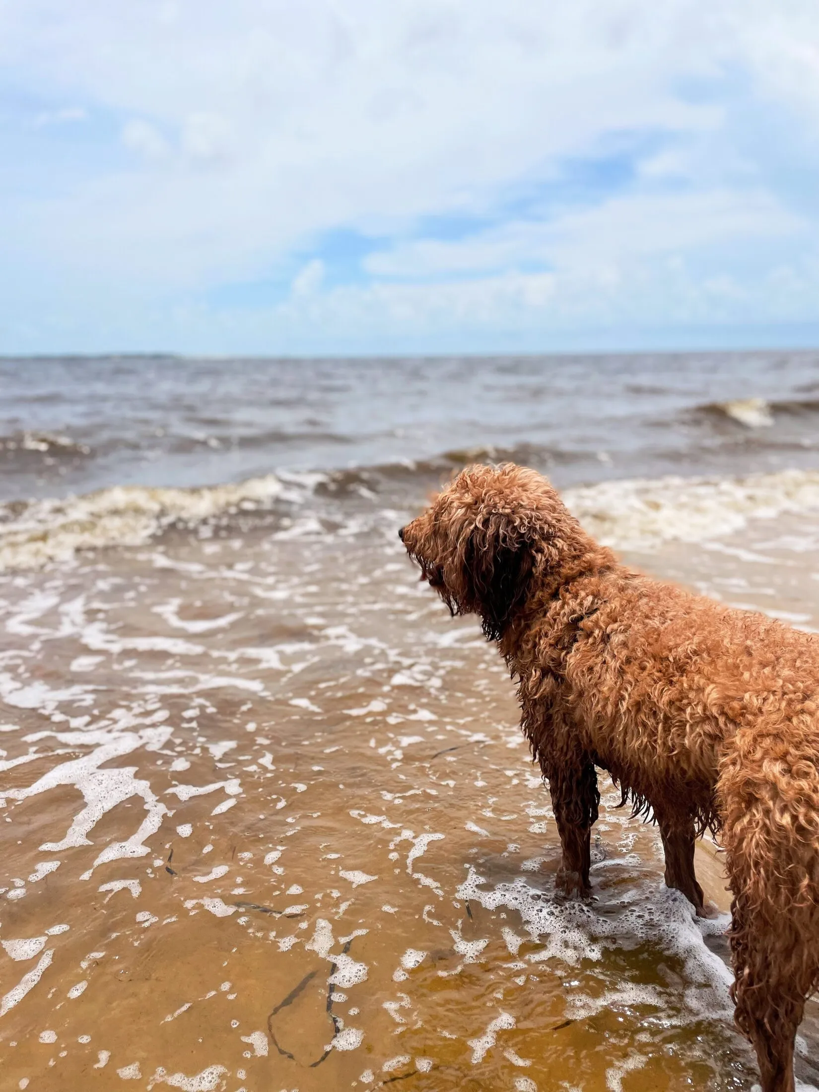 Remi stares off into the ocean.