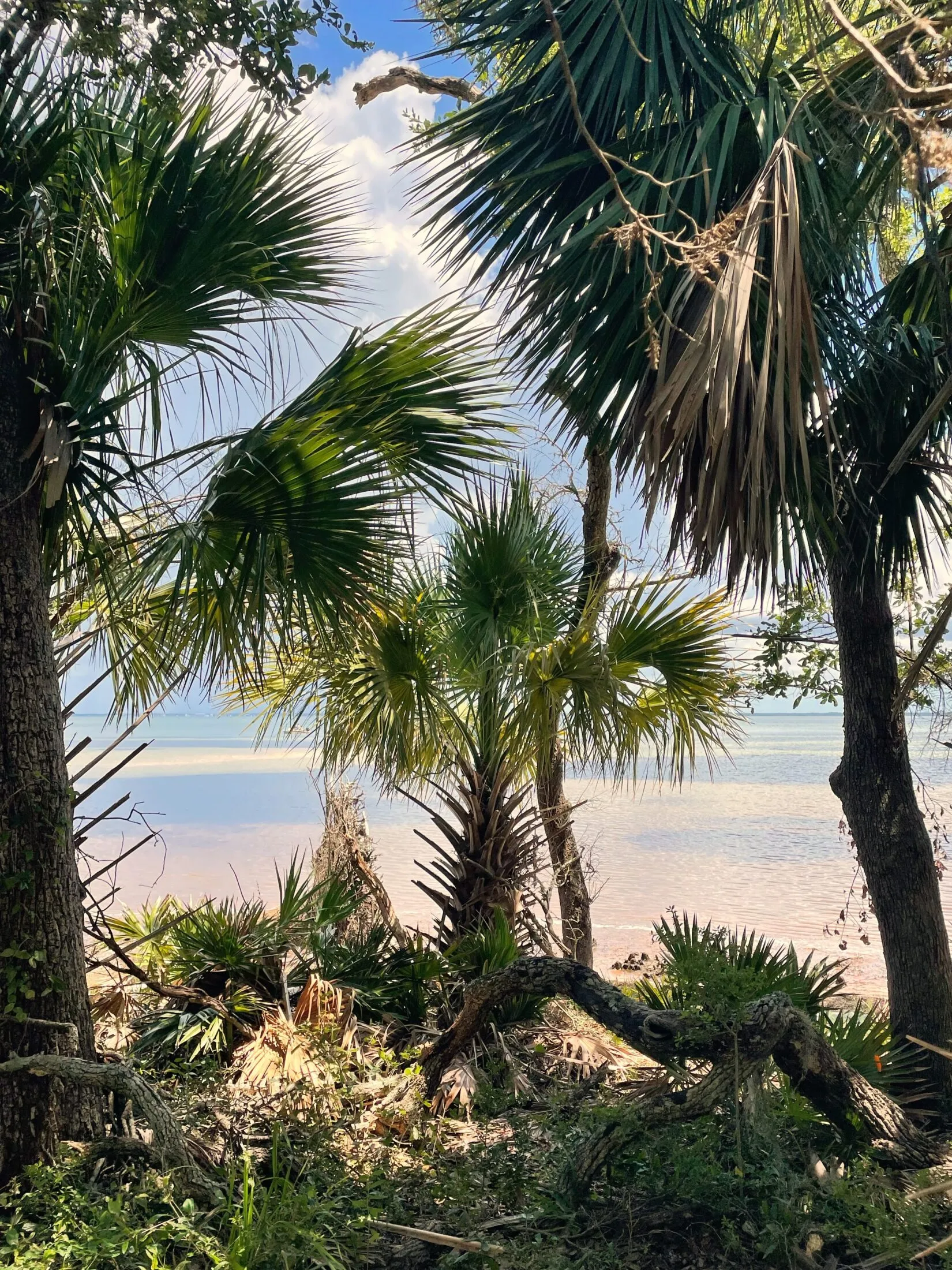 A view of the ocean from the trail. Three palm trees obscure the view.