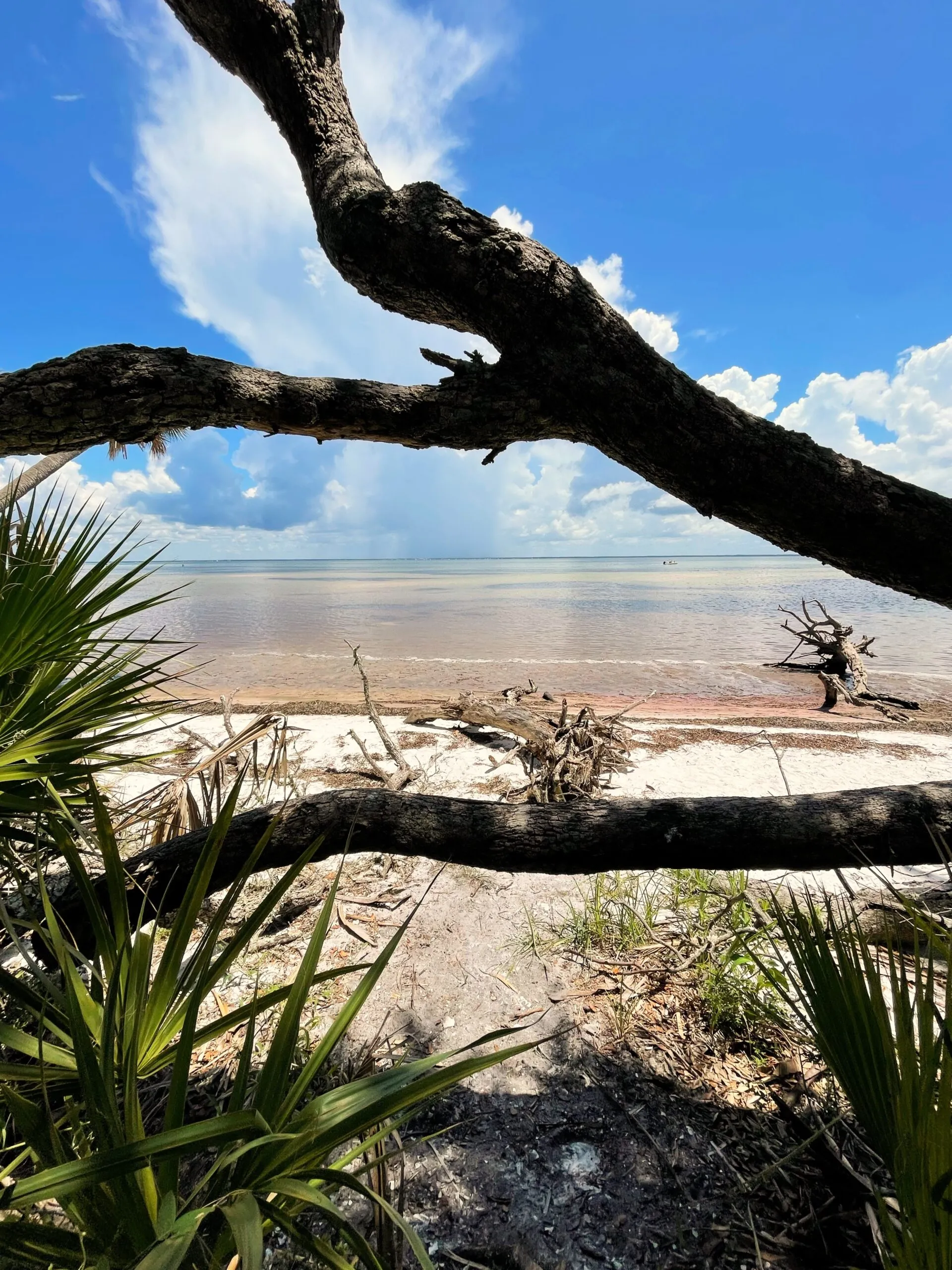 A view of the ocean through two branches of a fallen tree. A small boat is visible in the distance.
