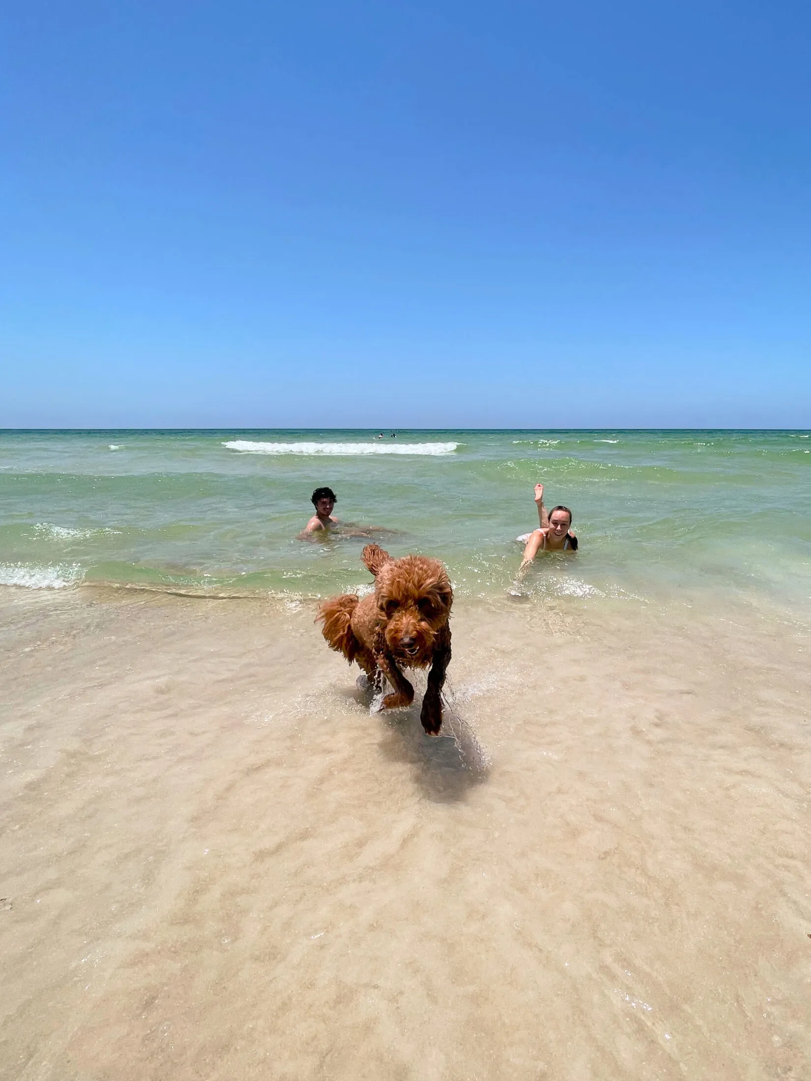 Remi sprints out of the water.