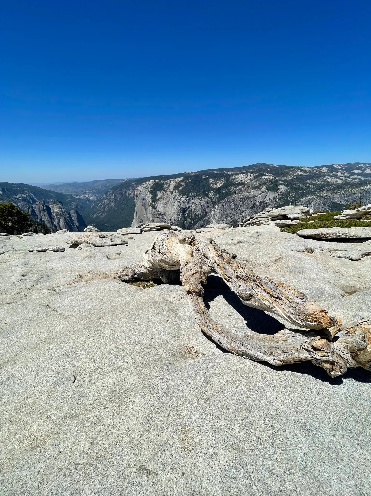 The famous old tree stump on top of Sentinel Dome.
