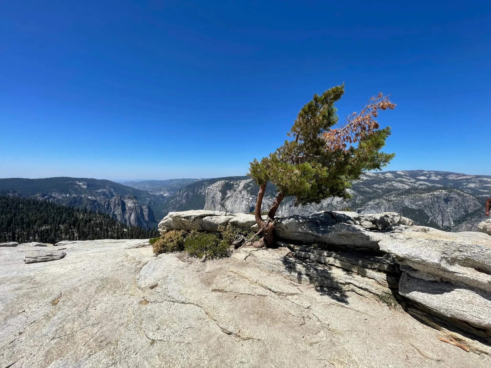 An old tree twisted by winds on top of Sentinel Dome.