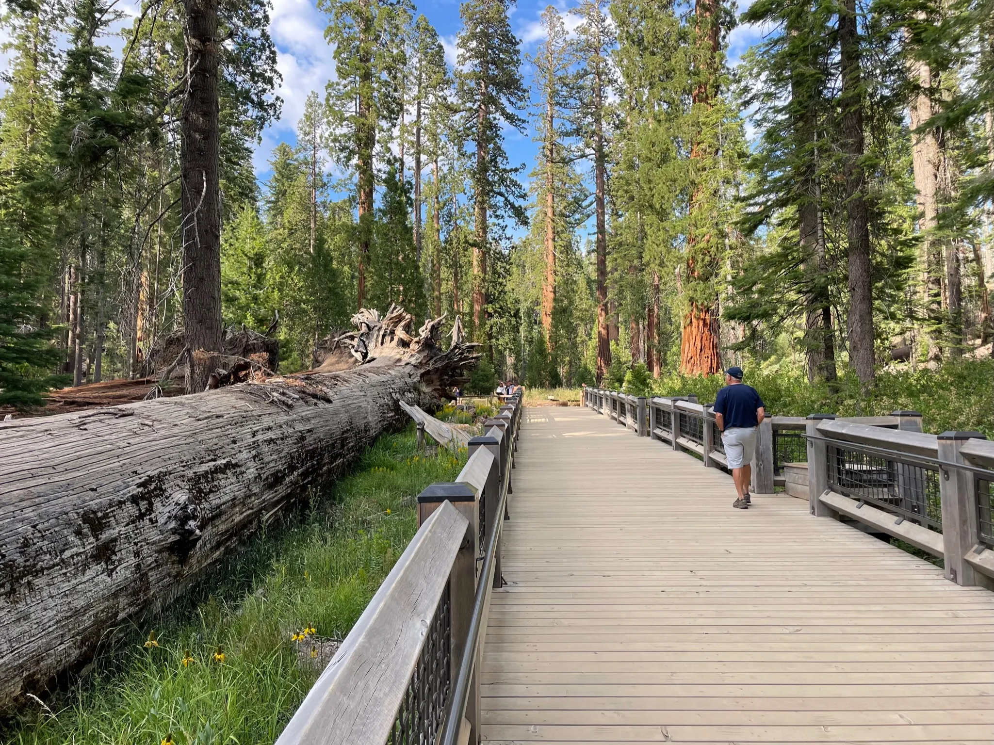 The long boardwalk next to a fallen giant sequoia.