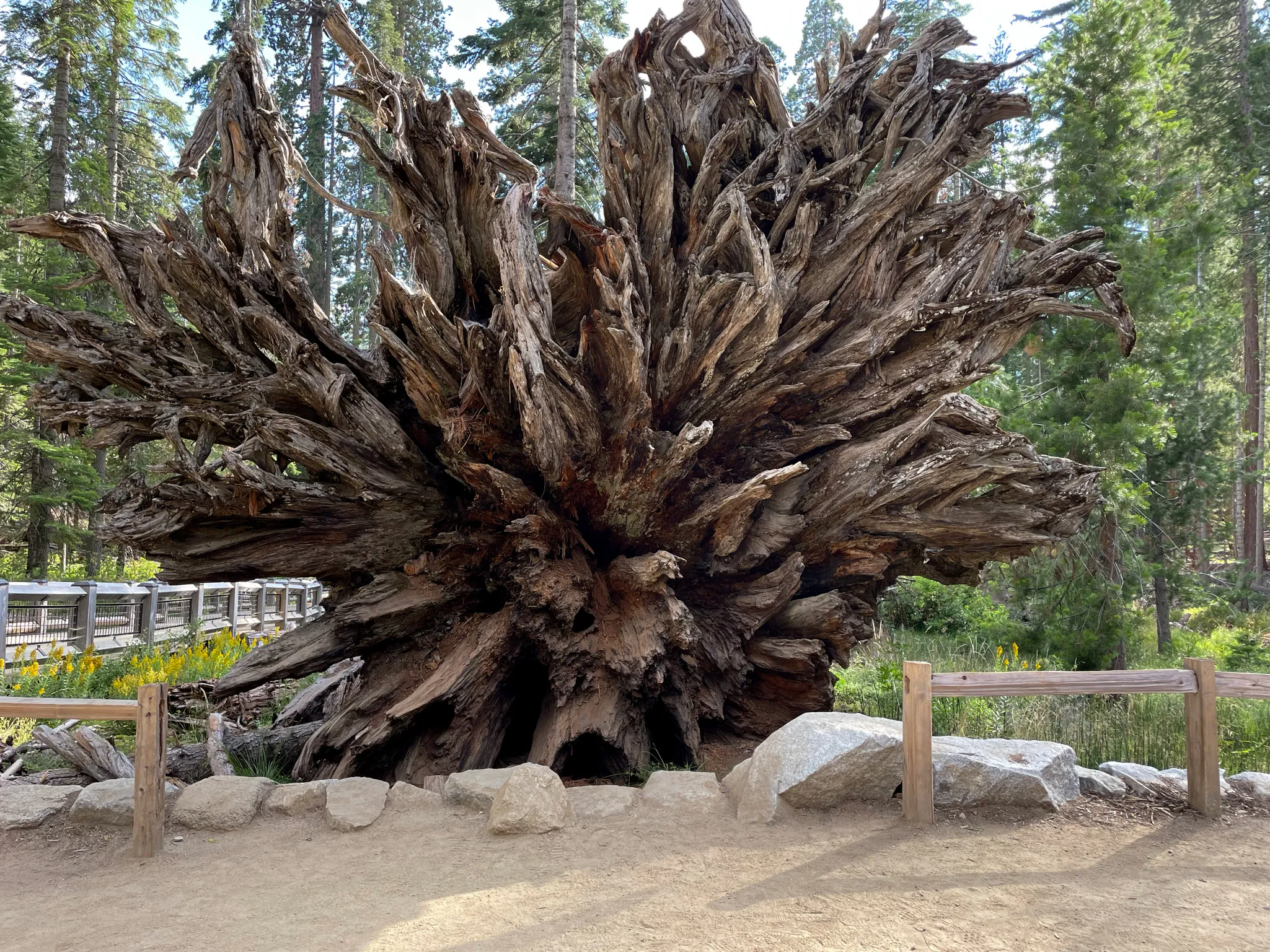 The enormous root system of a fallen giant sequoia tree.