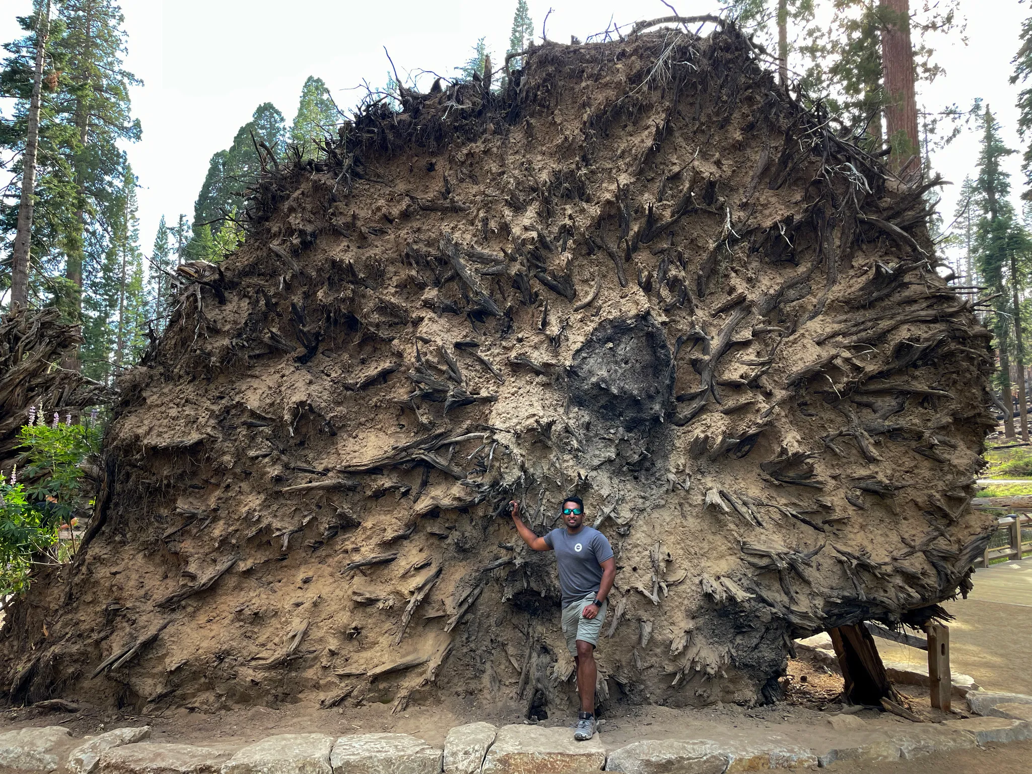 Andi stands next to the roots of a fallen sequoia tree.