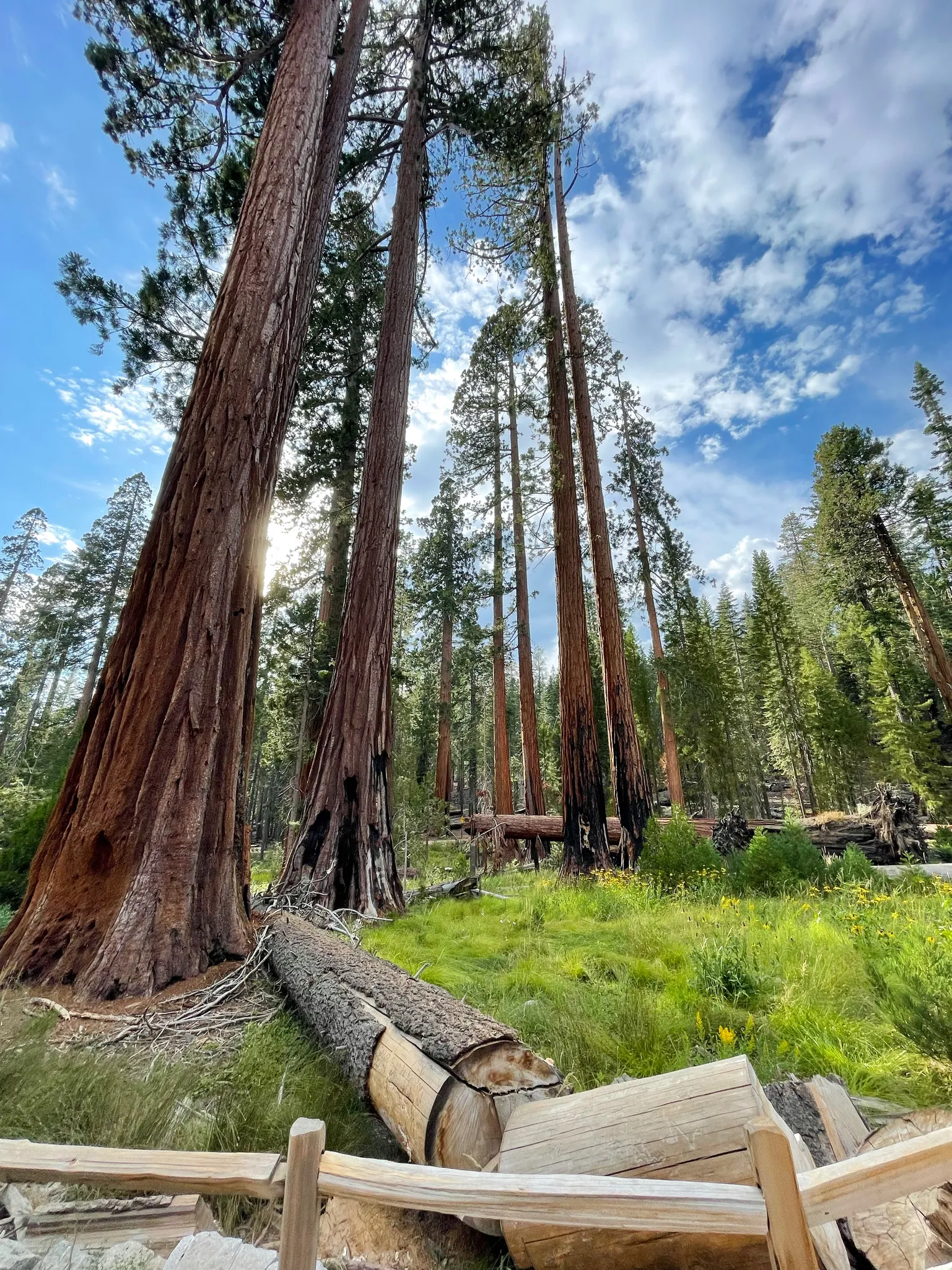 wide angle shot of several giant sequoias