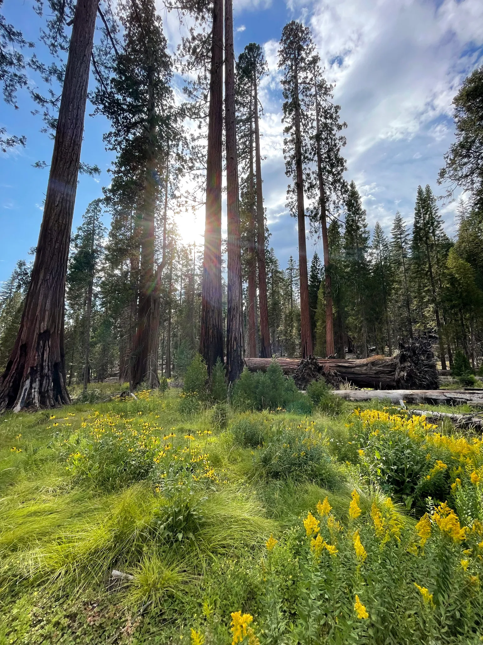 Sequoia forest with many flowers.