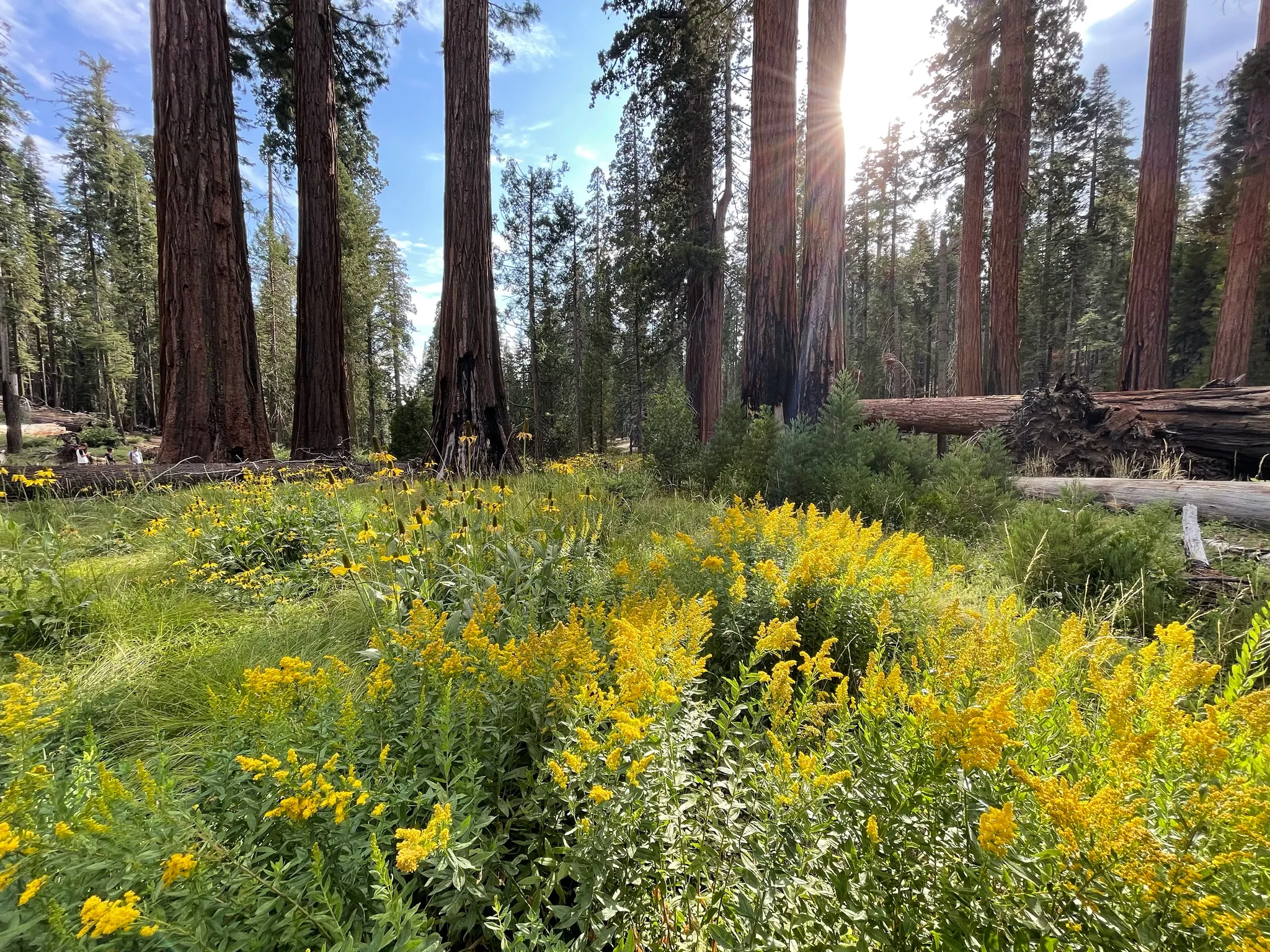 Several yellow flowers with giant sequoias in the background.