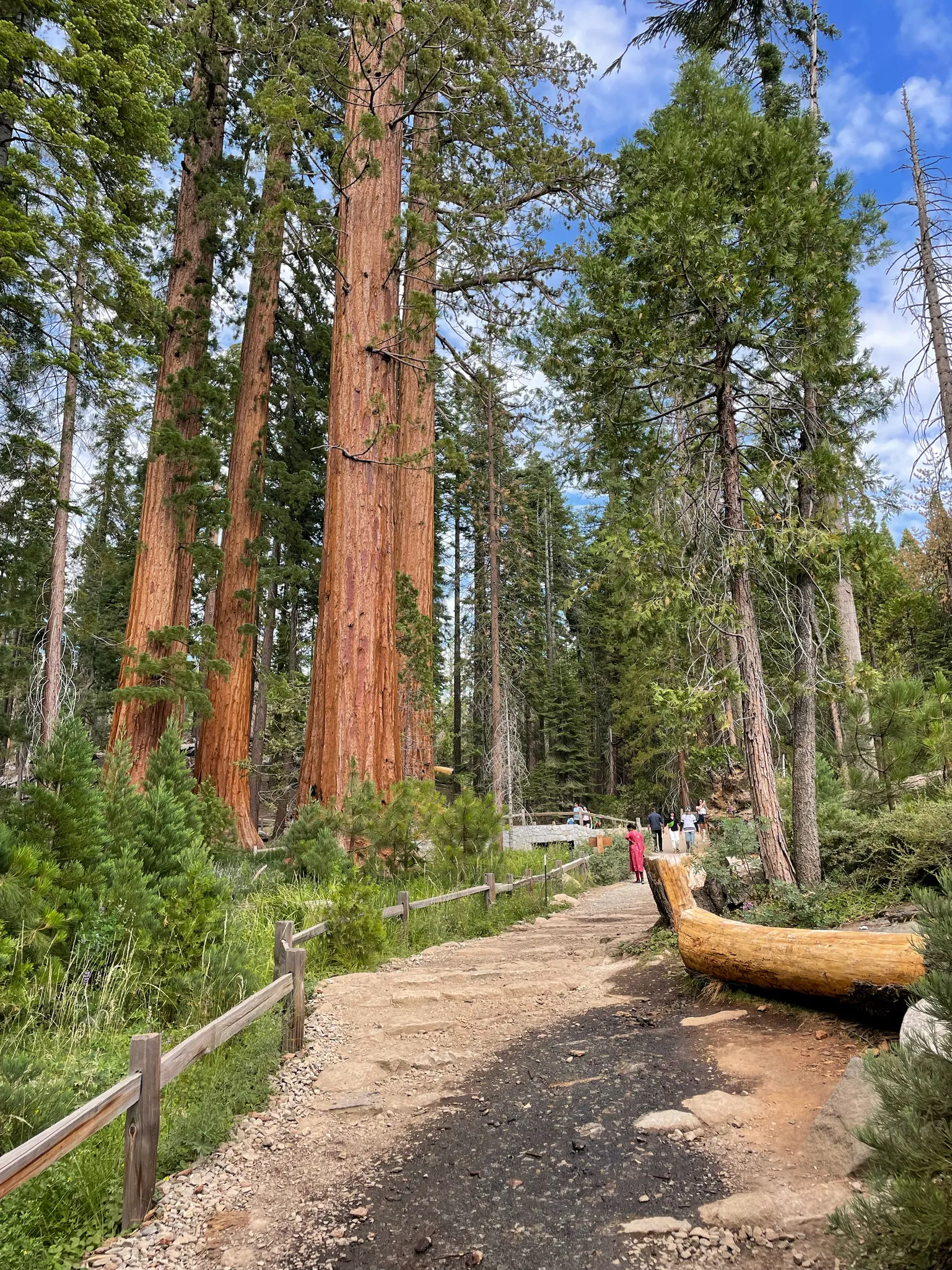 A woman stares up at a giant sequoia tree.