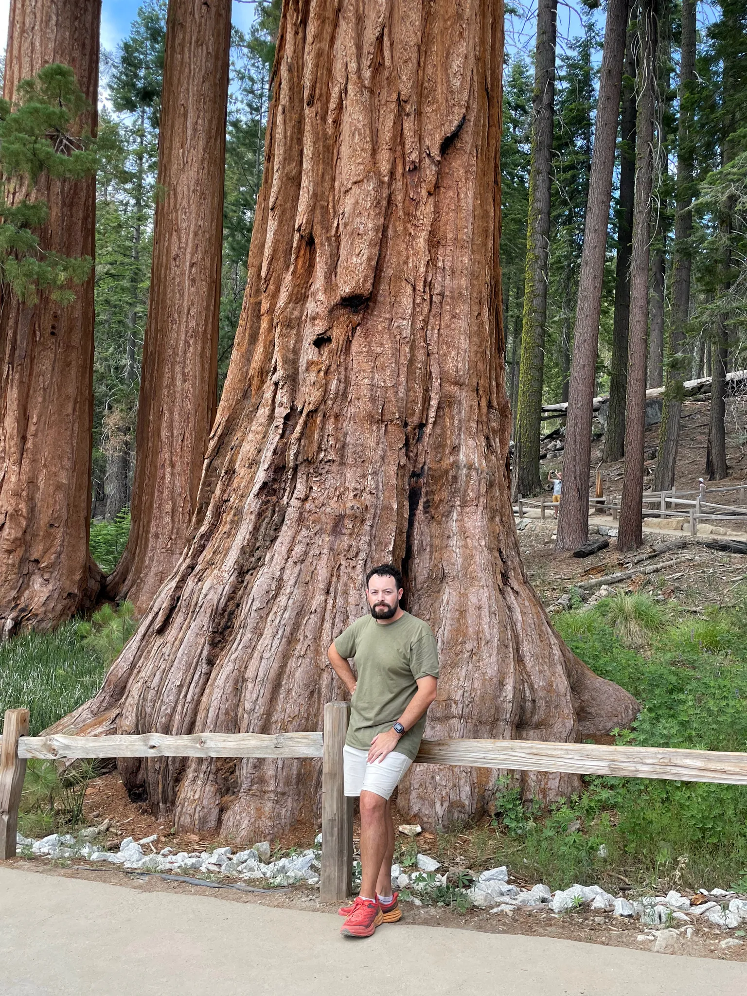 Me, standing in front of a giant sequoia tree.