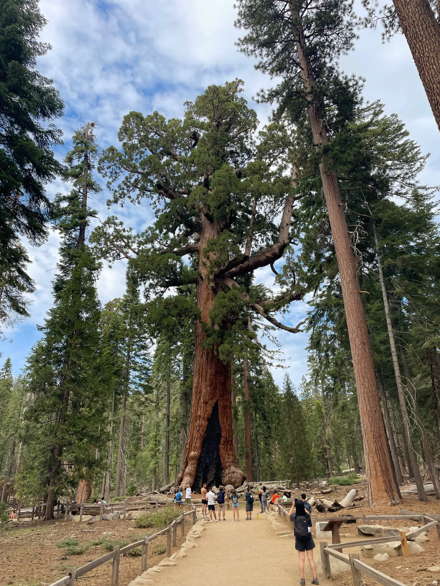 The Grizzly Giant, one of the worlds oldest and largest living things.