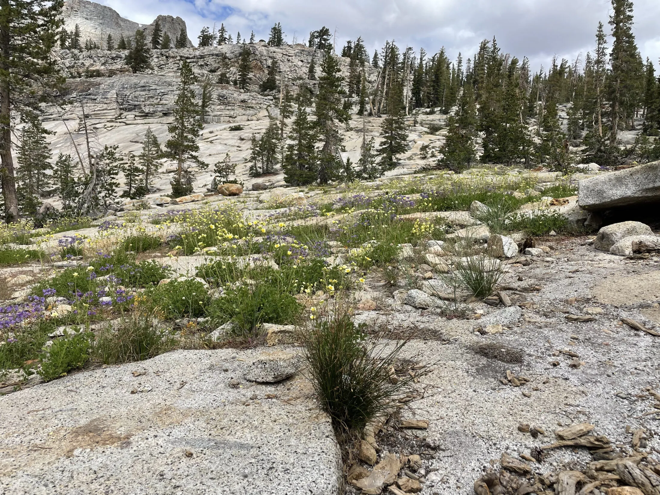 Lots of wildflowers growing on the trail to May Lake.