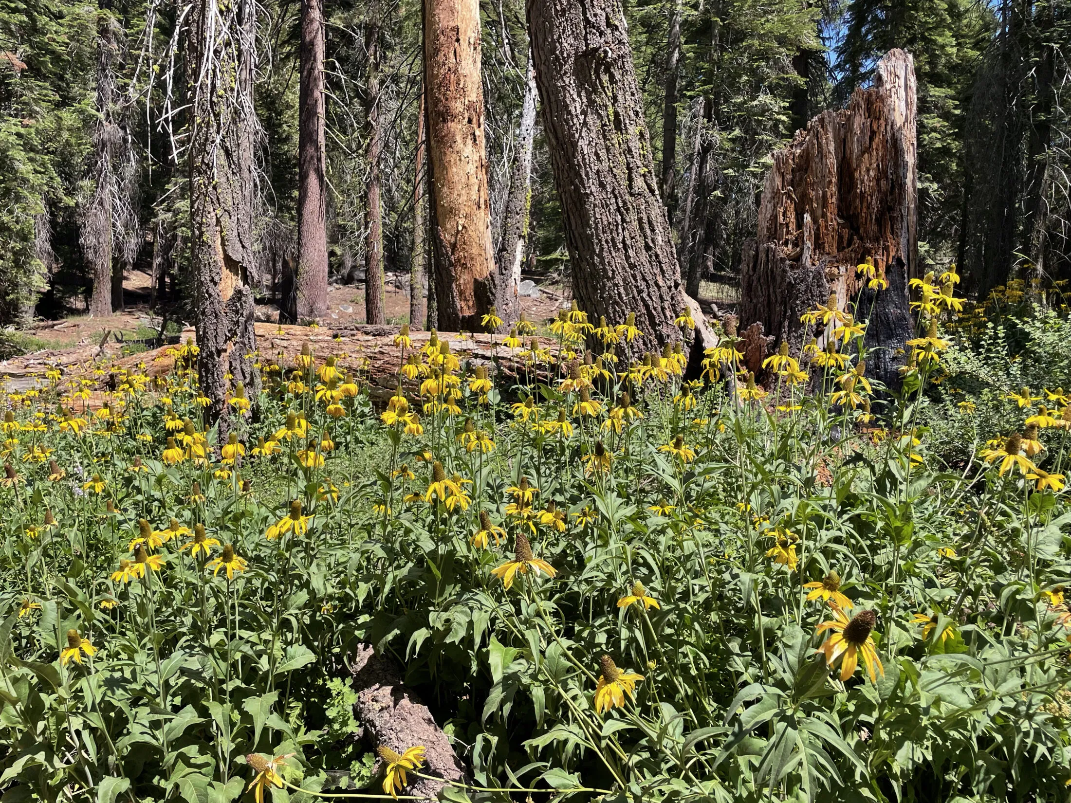 Some wildflowers in the Tuolumne Grove.