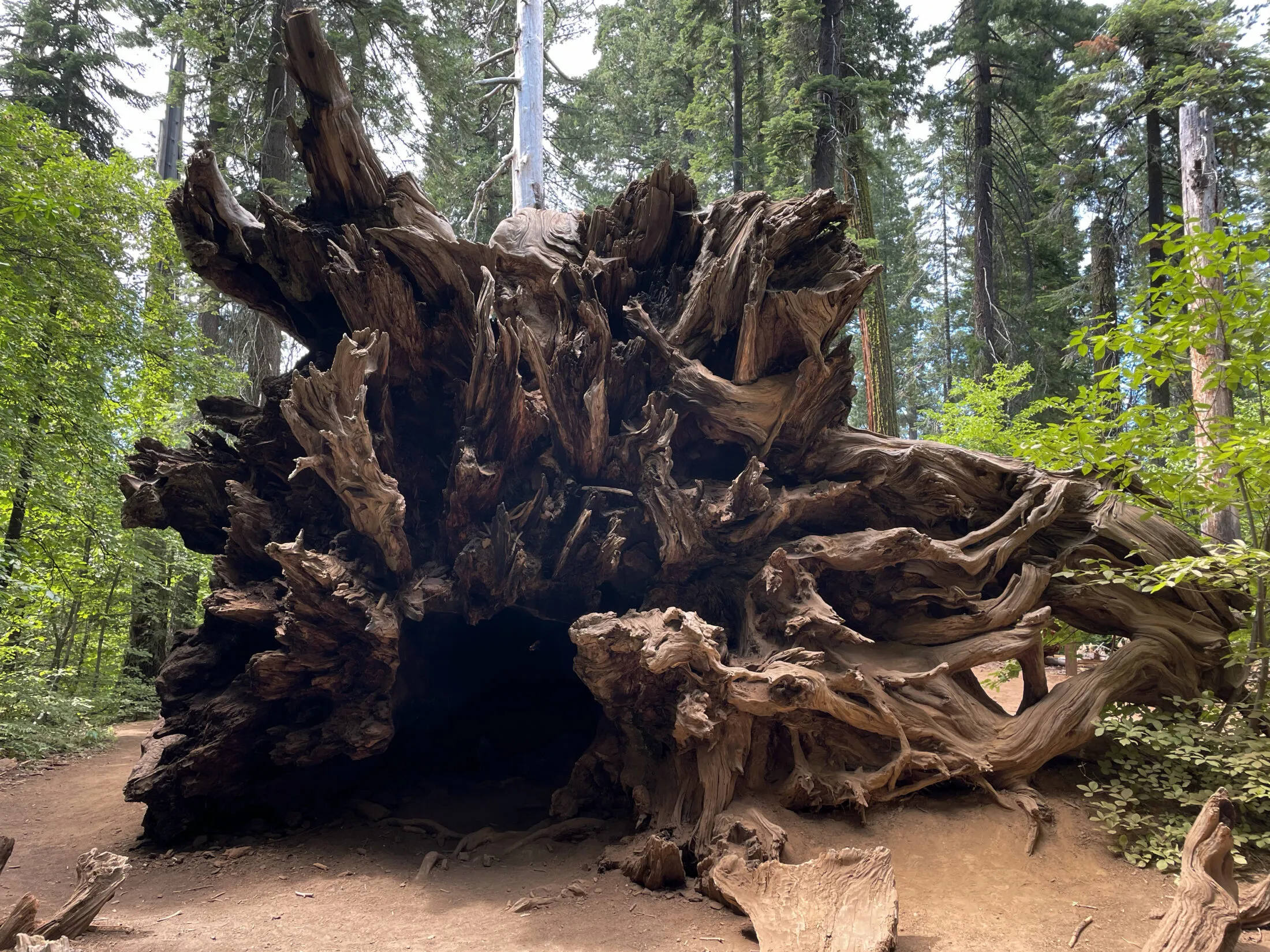 Roots of an old sequoia tree.