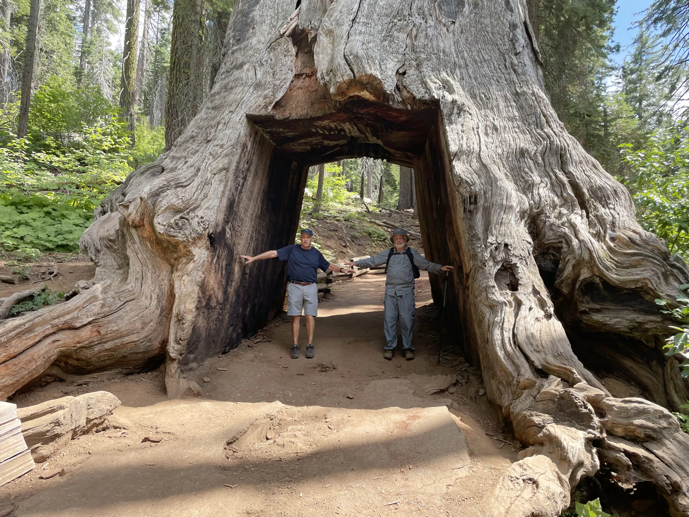 Dad and Uncle Ron stand with their arms out in an old tunnel tree.