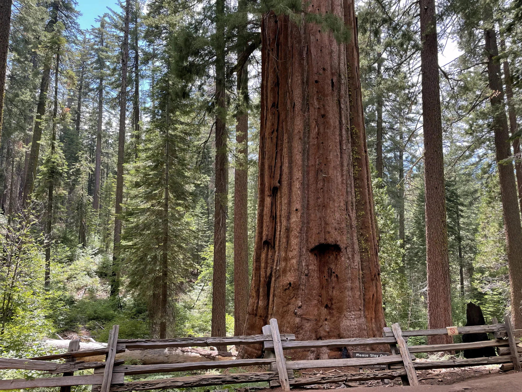 An old sequoia.