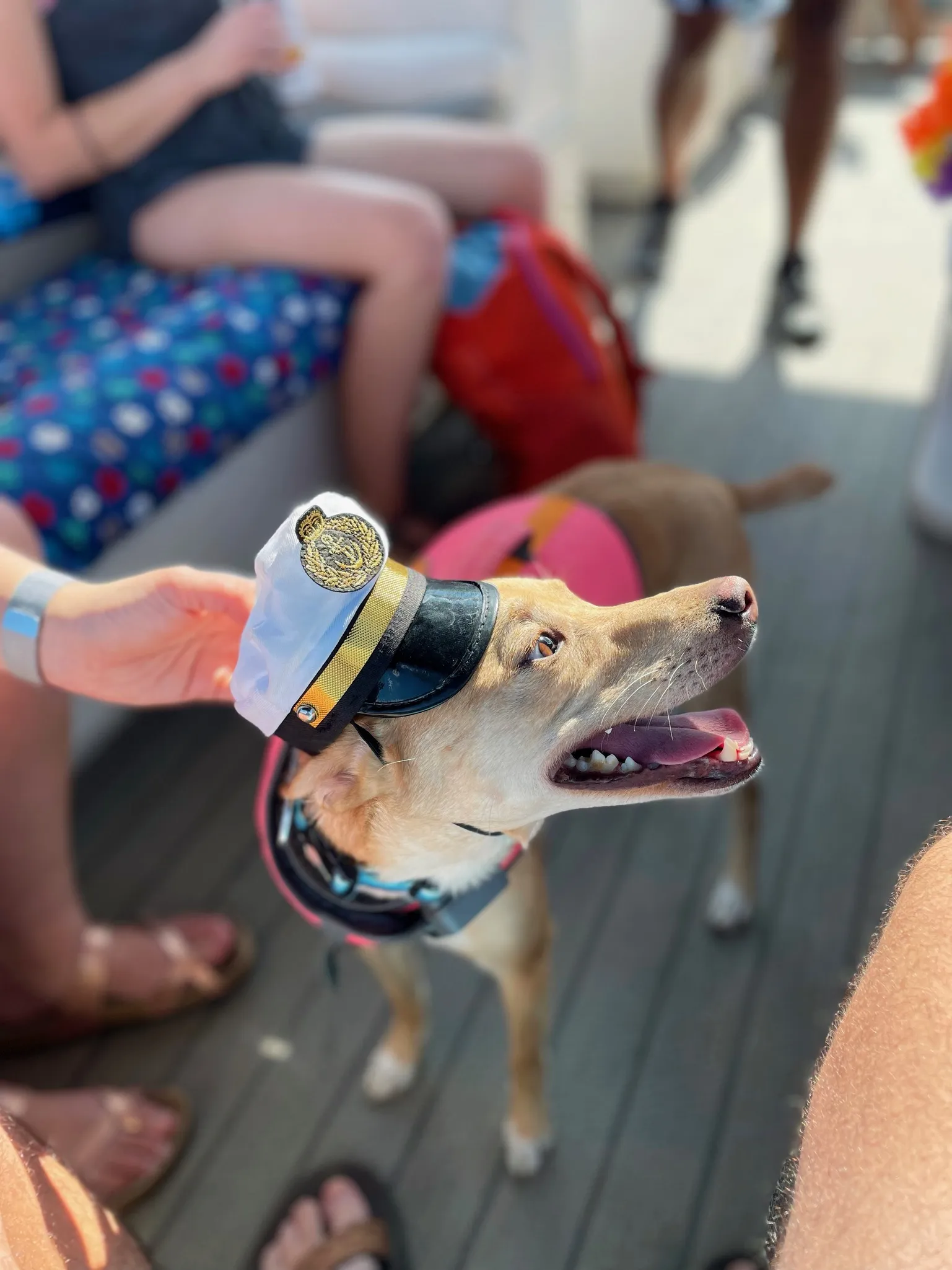 Portrait of Luna with a captains hat.