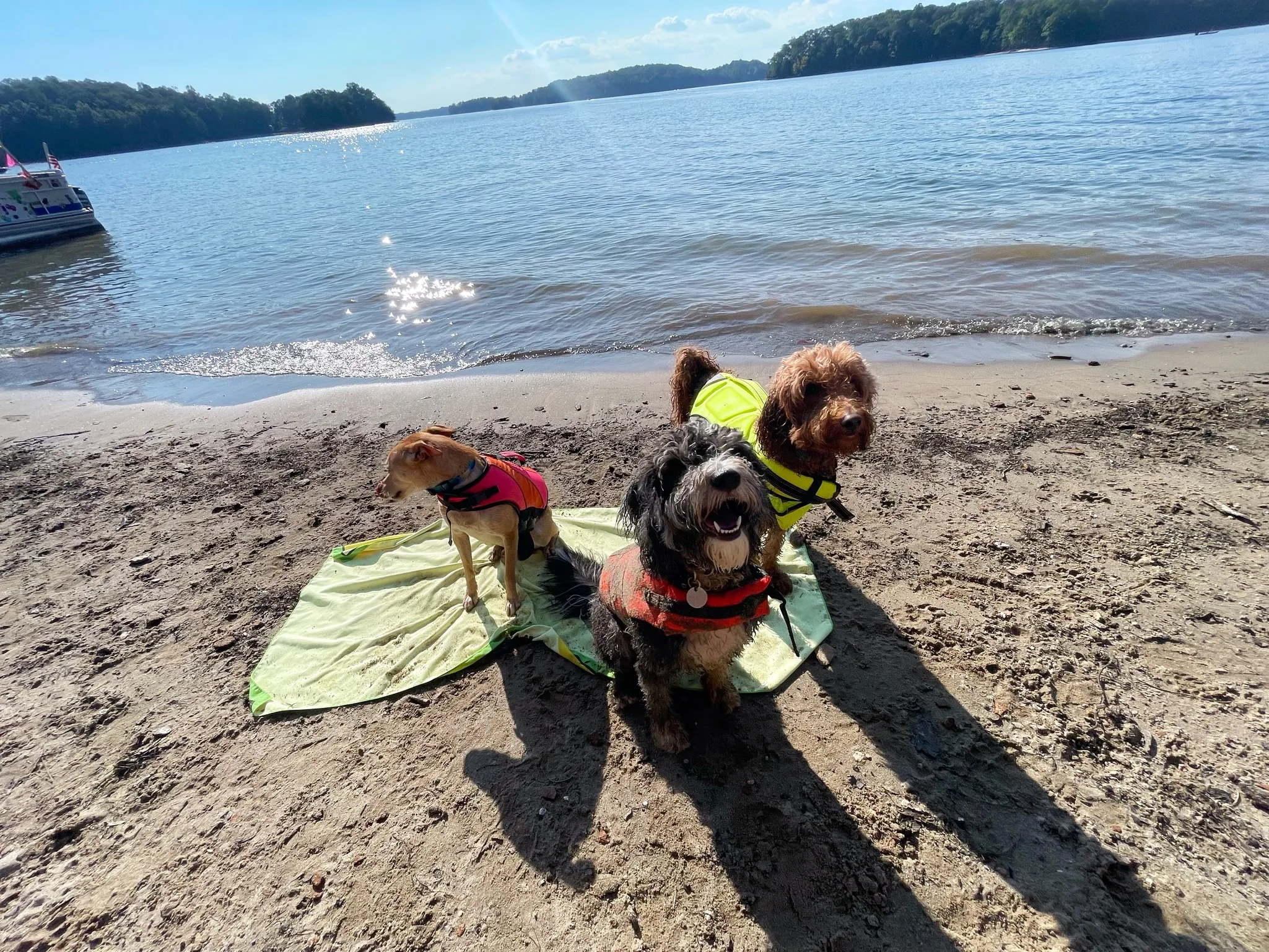 The dogs sit and pose for a picture on the beach.