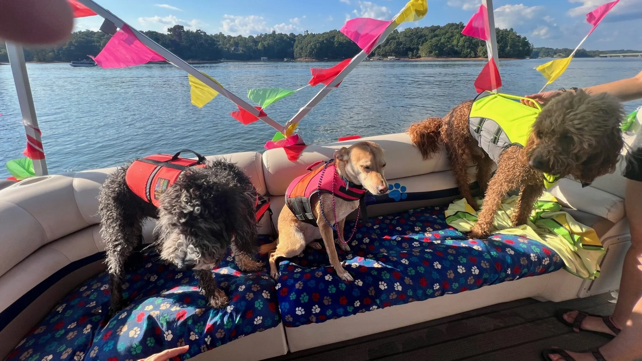 The three dogs sitting on the boat.