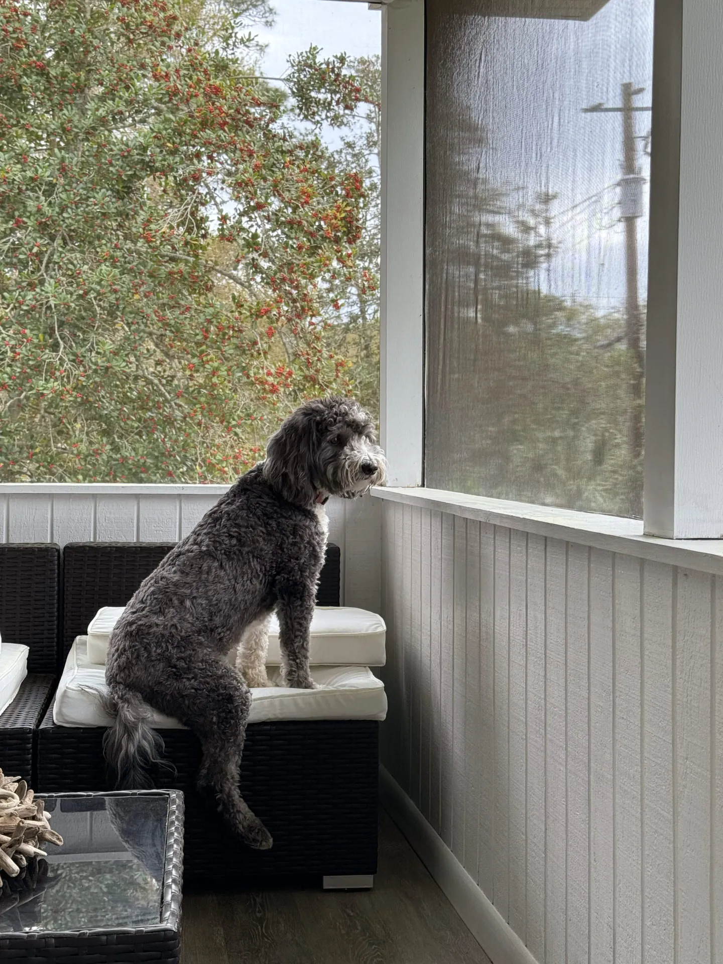 Otto perches on an outdoor sofa on a screened porch, looking out at a peaceful view of greenery and a tree with red berries.