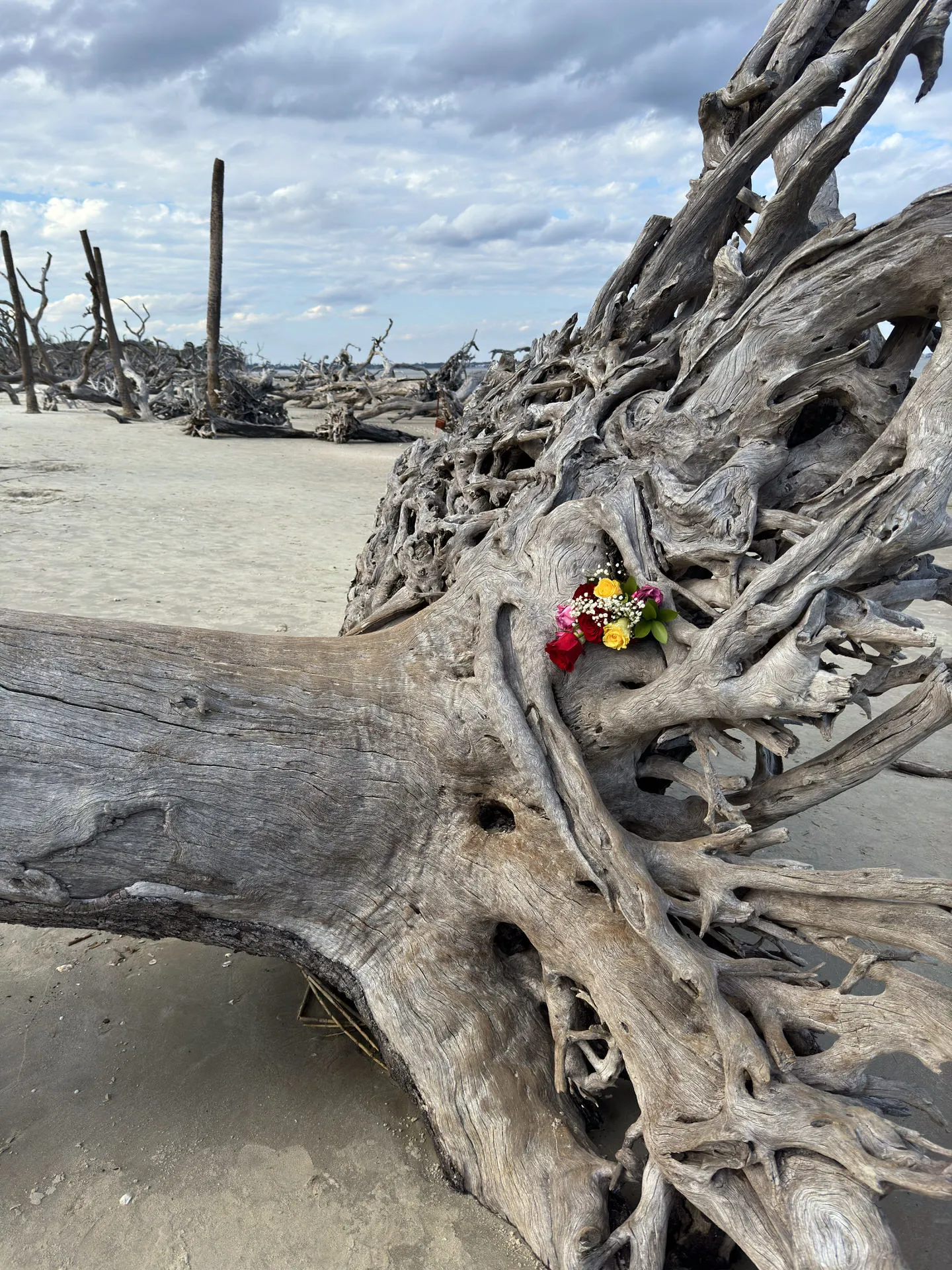 A weathered driftwood log with intricate twists and turns stands on a sandy beach, with a small bouquet of fresh flowers nestled within its gnarled roots, offering a poignant contrast to the barren landscape. In the background, an array of similar skeletal trees stretches towards a sky filled with scattered clouds.