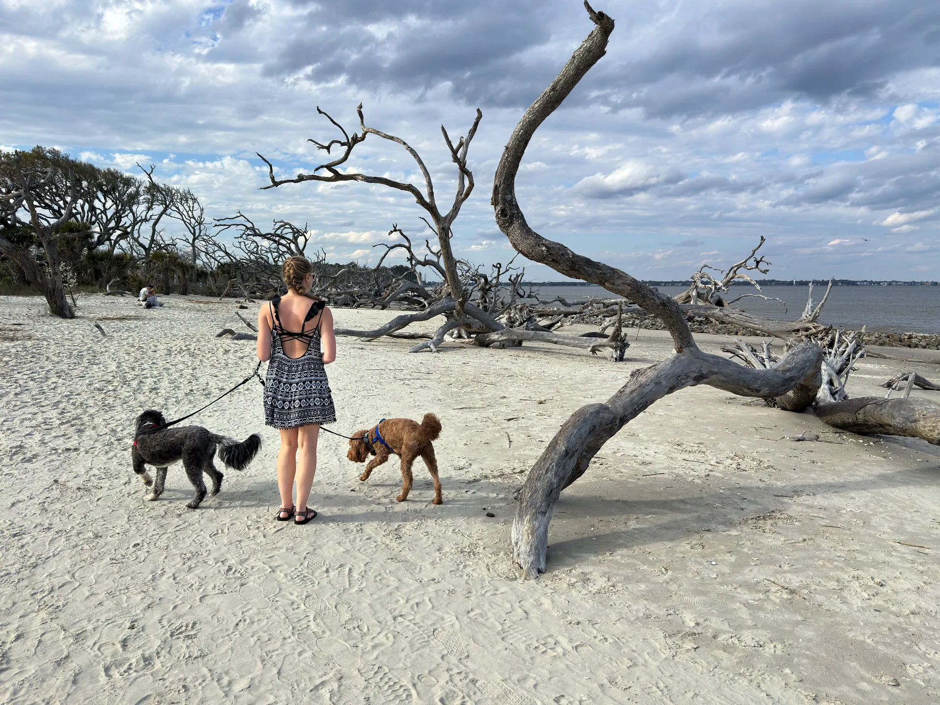 Holly in a black and white patterned cover-up walks Remi and Otto on a leash across a sandy beach adorned with twisted, bare trees. The beach is quiet and the sky above is a canvas of soft clouds. The intricate silhouette of the driftwood provides interesting contrast to the white beach sand.