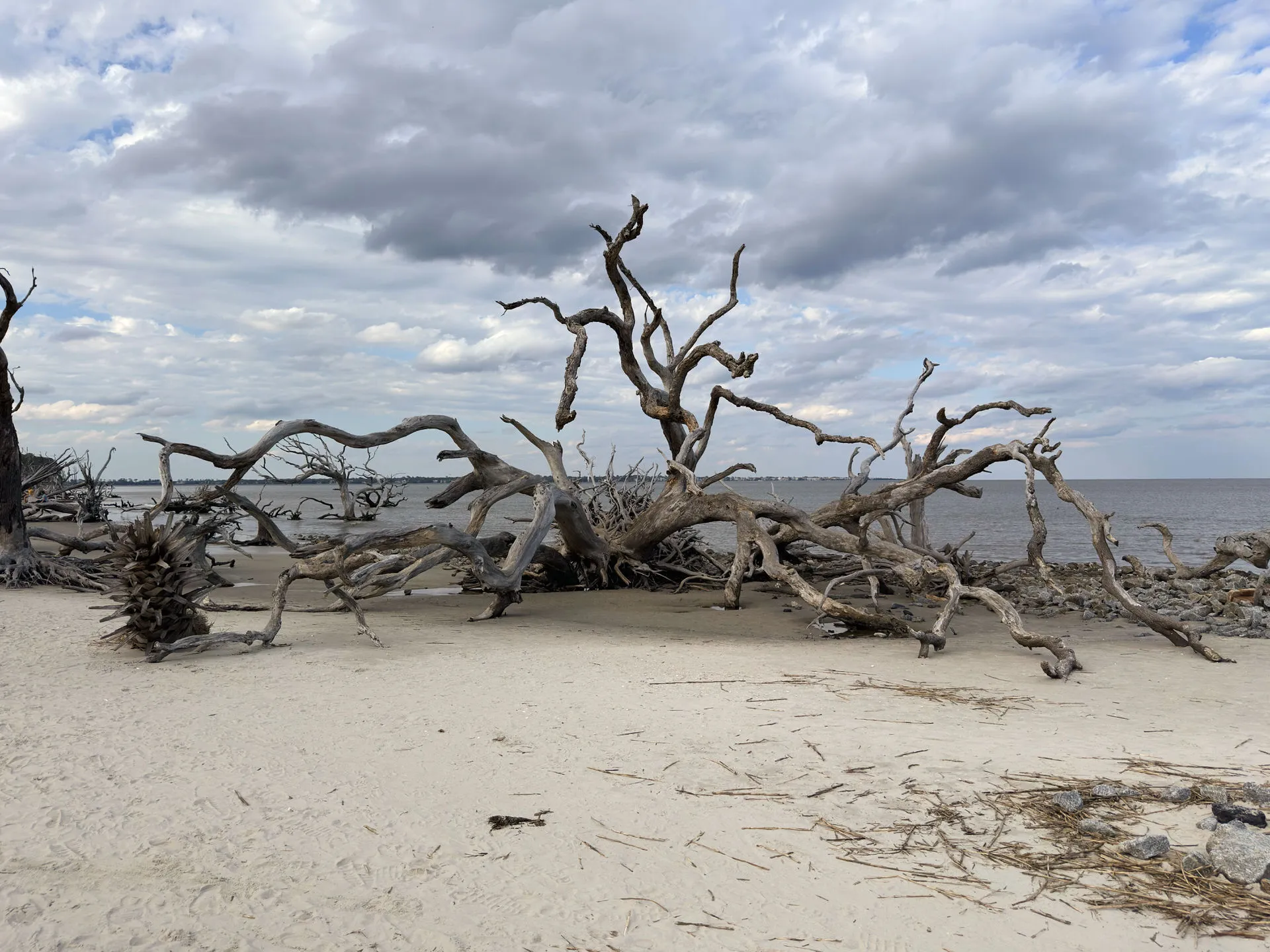 A dramatic tangle of sun-bleached driftwood sprawls across the sand at the edge of the water, under a moody sky. The gnarled branches twist and reach out as if frozen in time, while the ocean quietly laps in the background, lending a sense of quiet resilience to the scene.